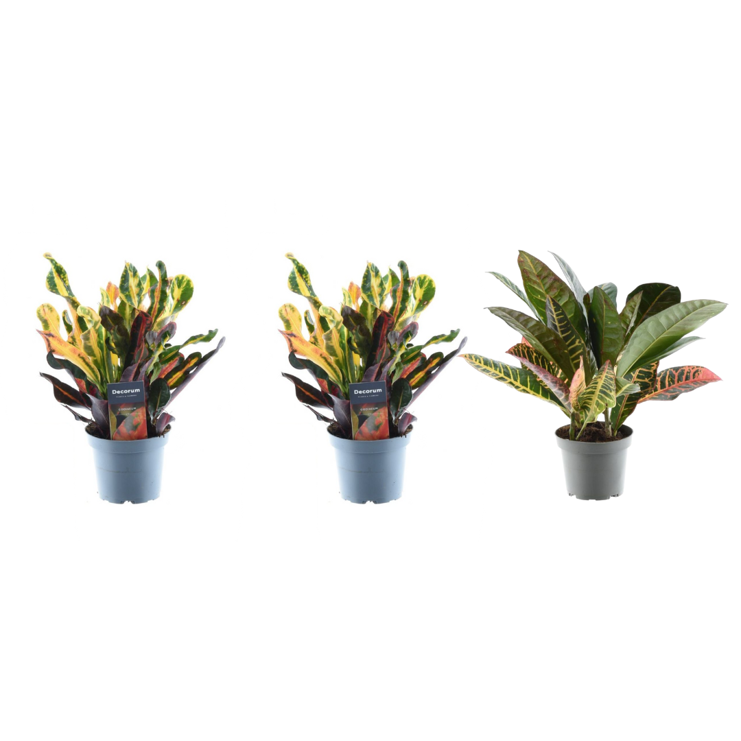 3x Croton Codiaeum Mix Ø 12 H 30 cm
