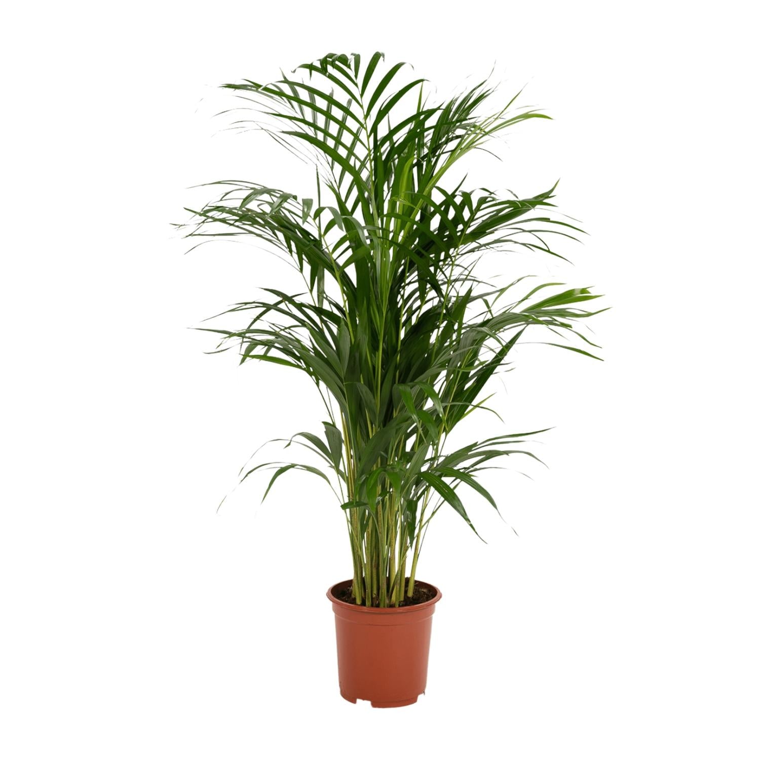 Areca Palm Ø 17 H 70 cm 10
