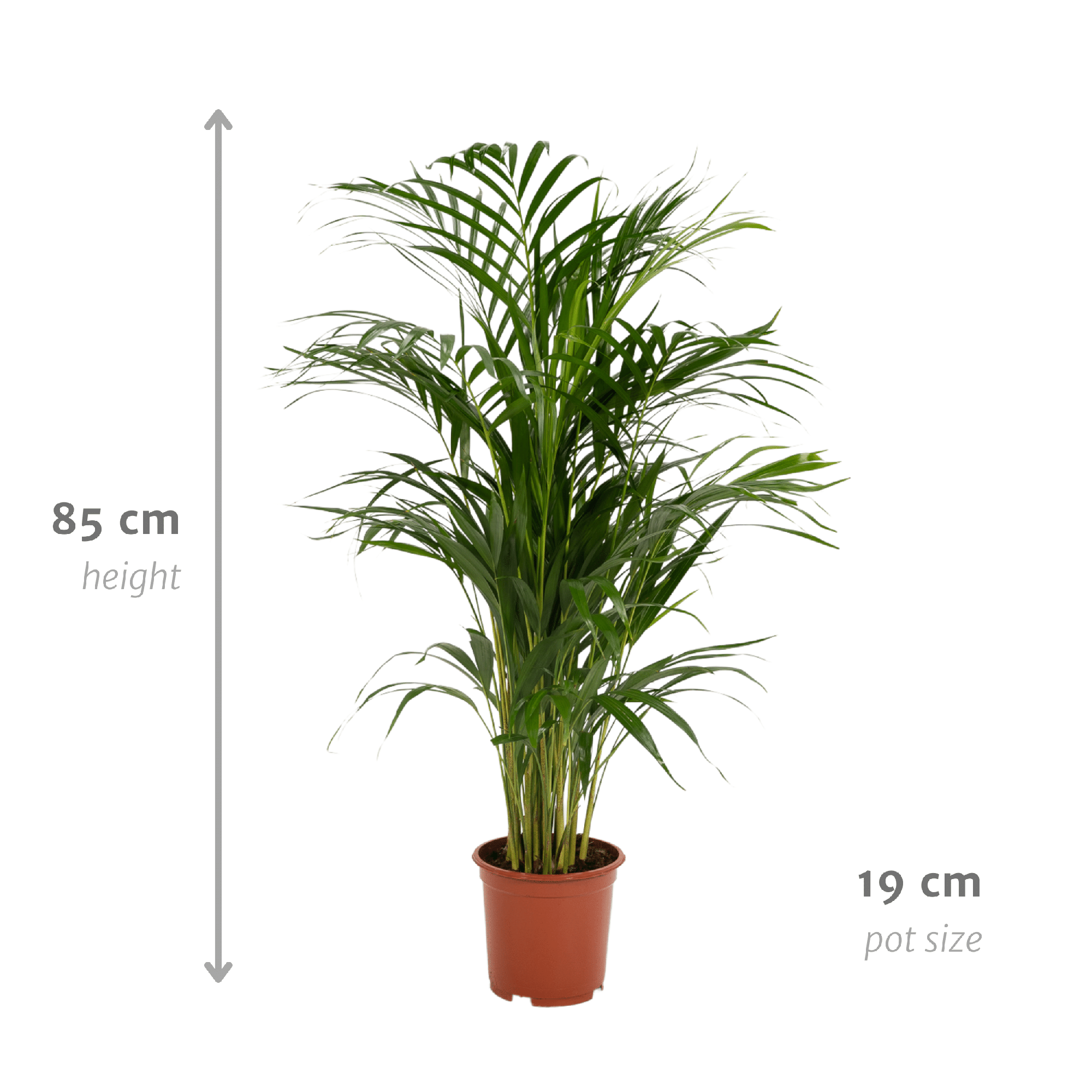 Areca Palm Ø 17 H 70 cm 5