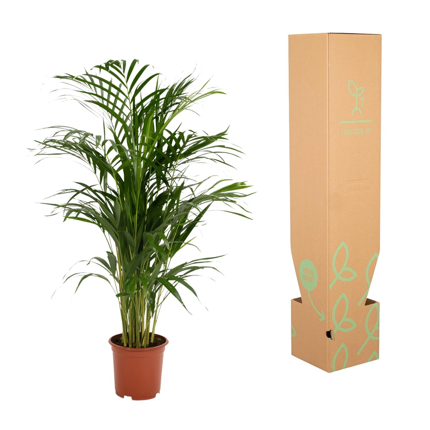 Areca Palm Ø 17 H 70 cm 6