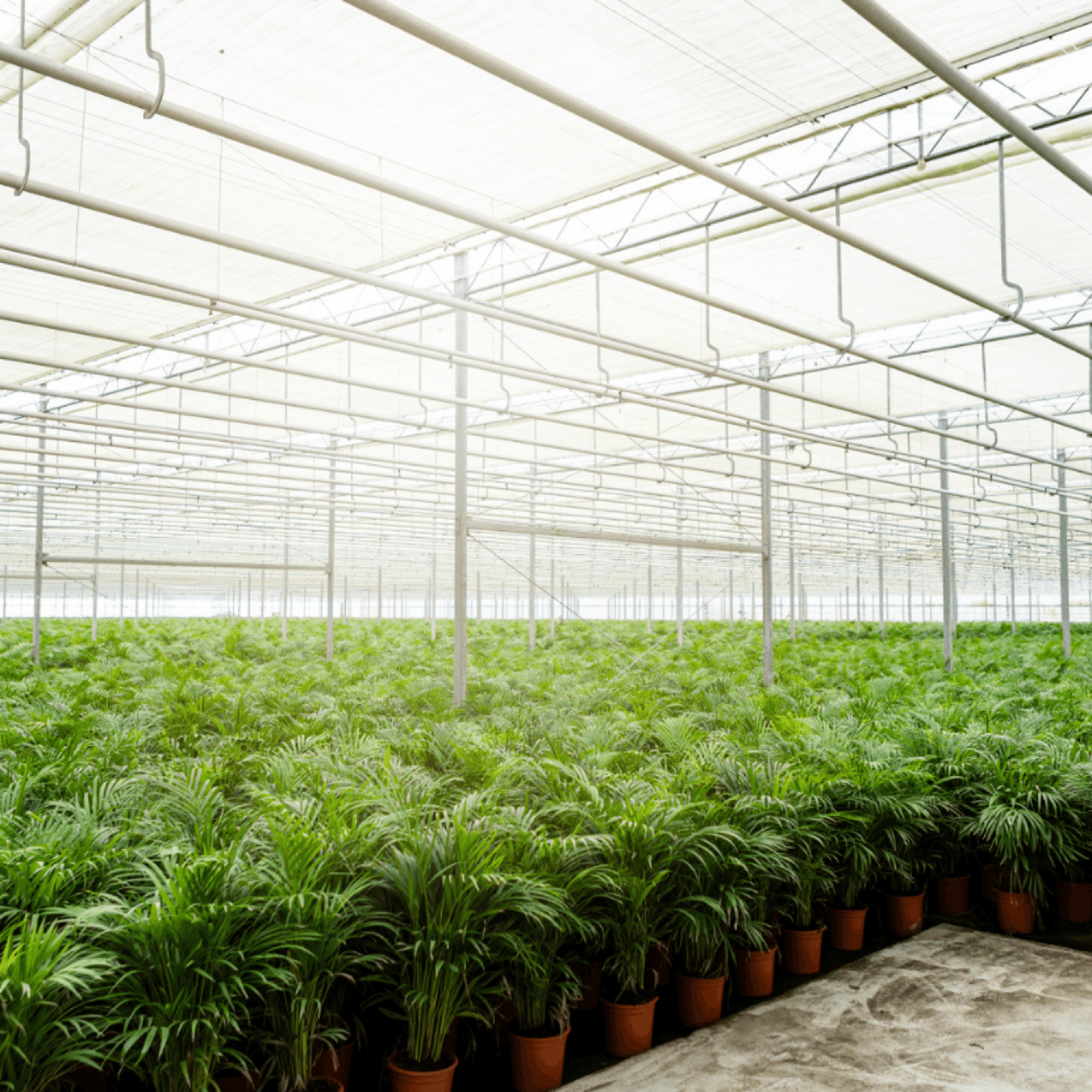 Areca Palm Ø 17 H 70 cm 8