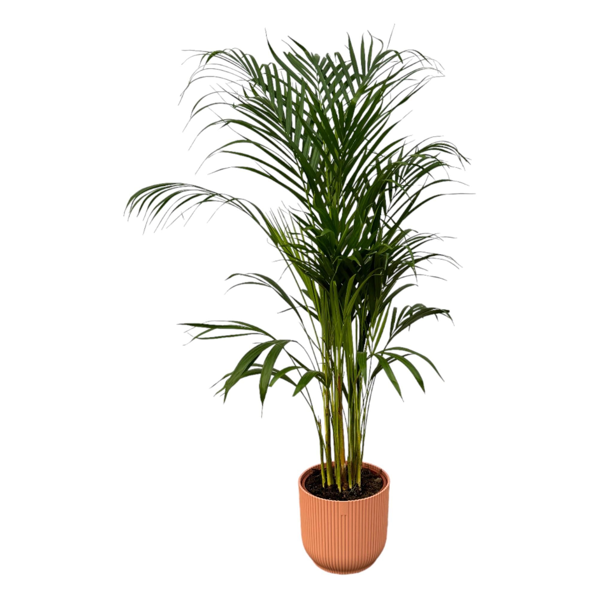 Areca Palm Ø 21 H 110 cm Inclusief Elho Vibes Fold Round Roze Ø 22 H 20 cm