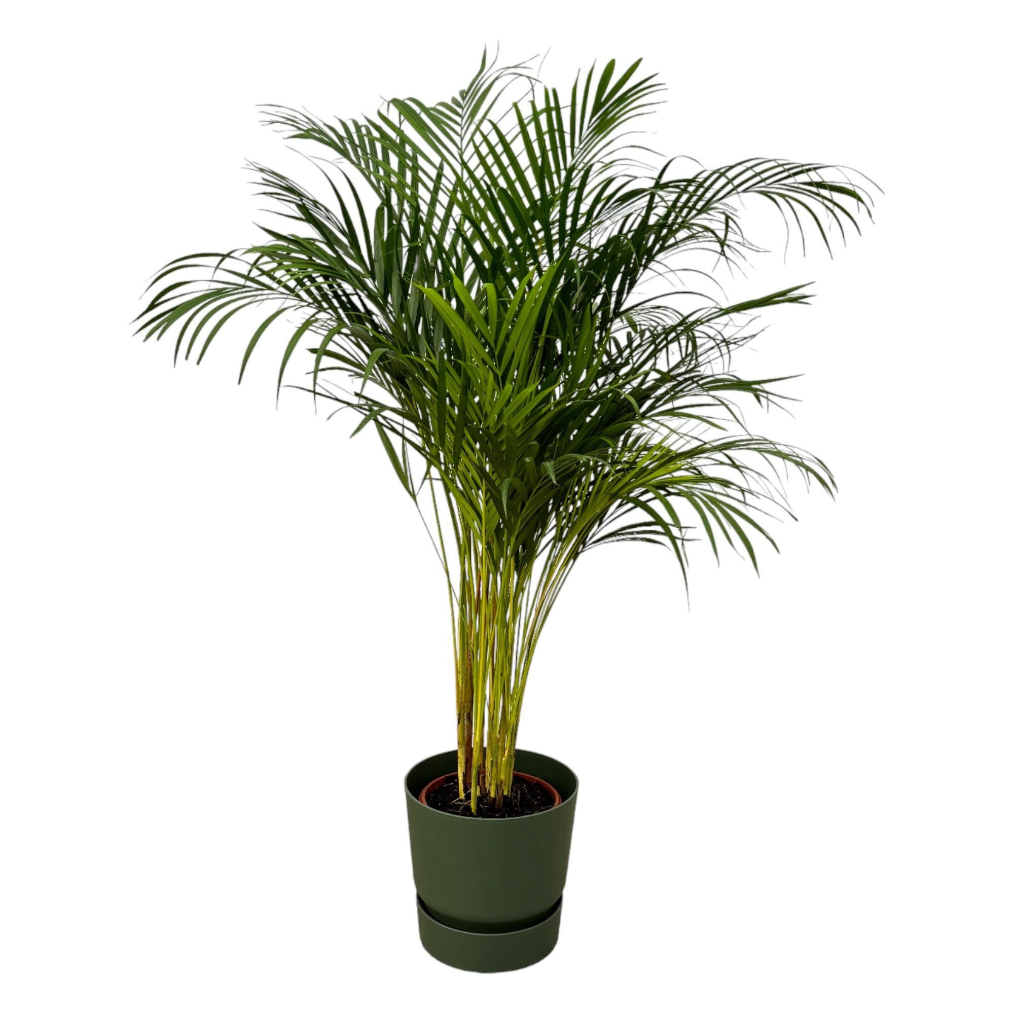 Areca Palm Ø 24 H 130 cm Inclusief Elho Greenville Round Groen Ø 30 H 28 cm
