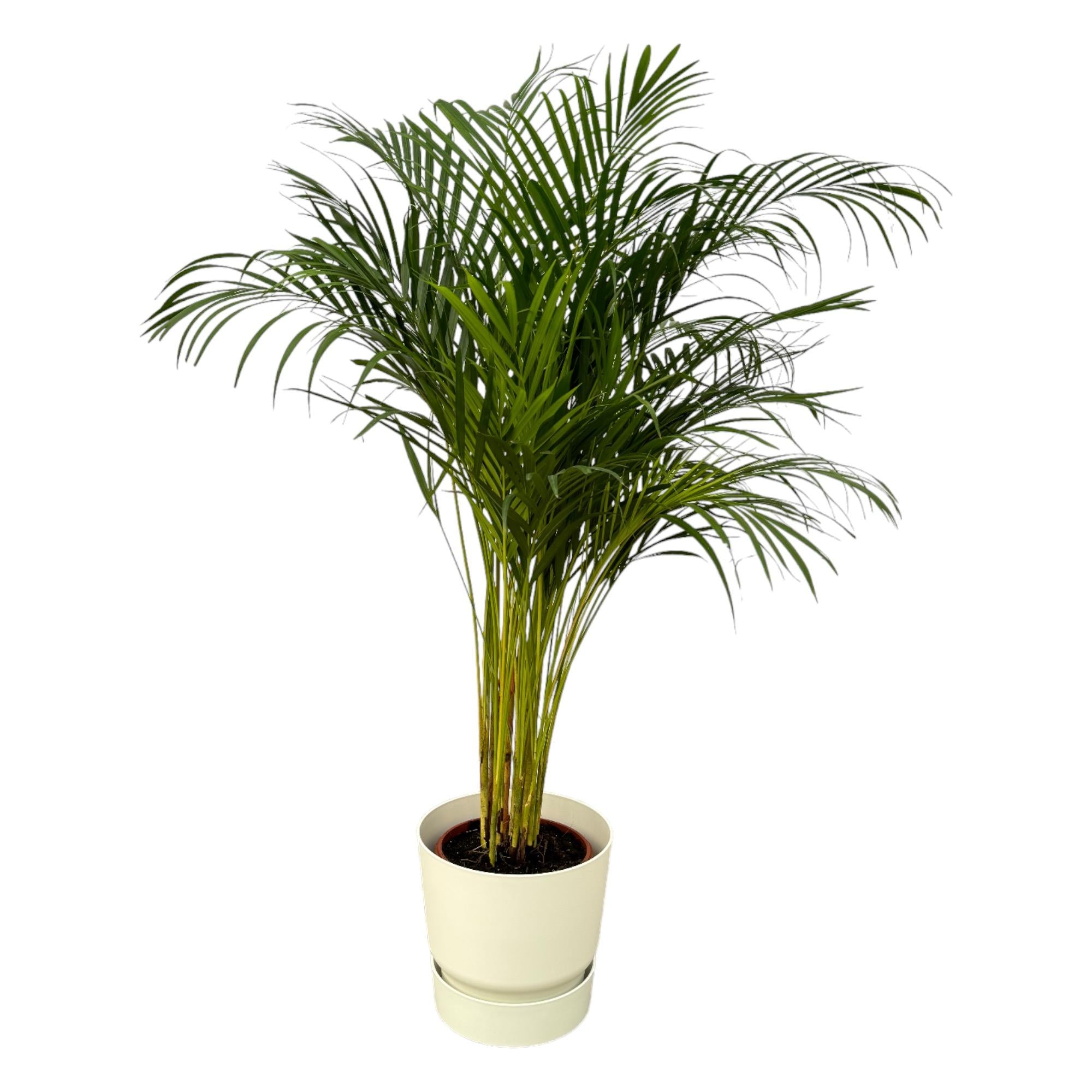 Areca Palm Ø 24 H 130 cm Inclusief Elho Greenville Round Wit Ø 30 H 28 cm