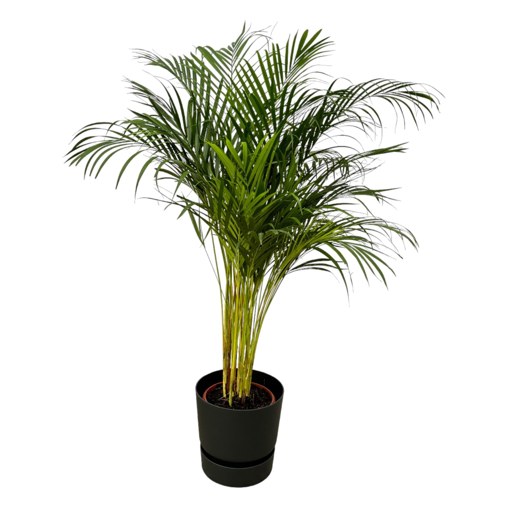 Areca Palm Ø 24 H 130 cm Inclusief Elho Greenville Round Zwart Ø 30 H 28 cm