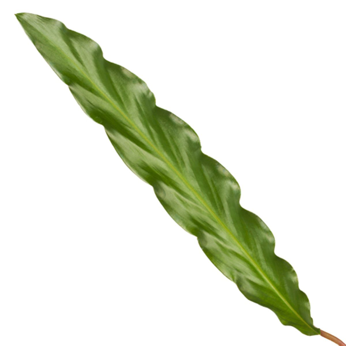 Calathea Elgergrass Ø 17 H 70 cm 2