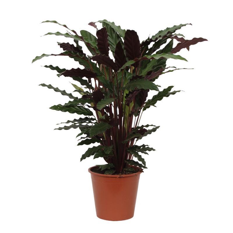 Calathea Wavestar Ø 19 H 80 cm