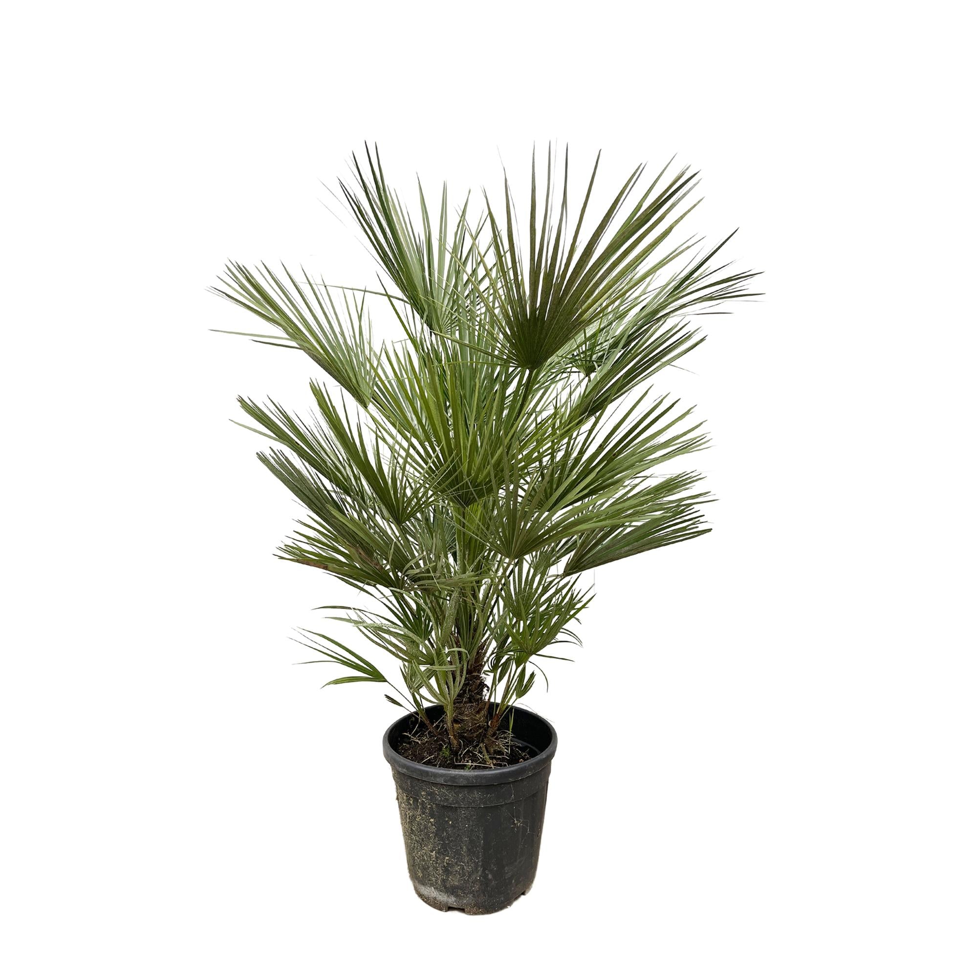 Chamaerops Humilis Ø 30 H 150 cm