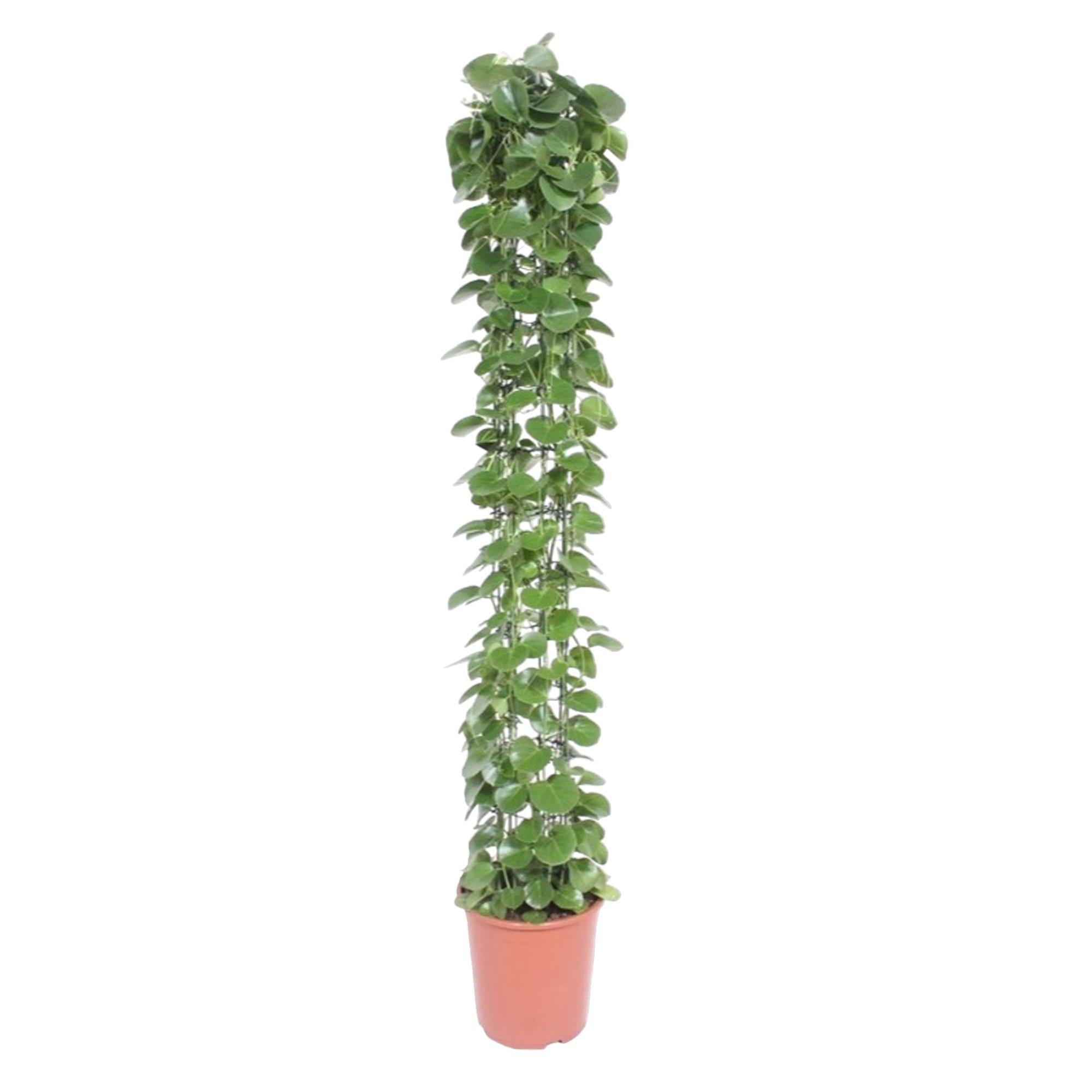 Cissus Rotundifolia Inclusief Gaasrek Ø 27 H 160 cm