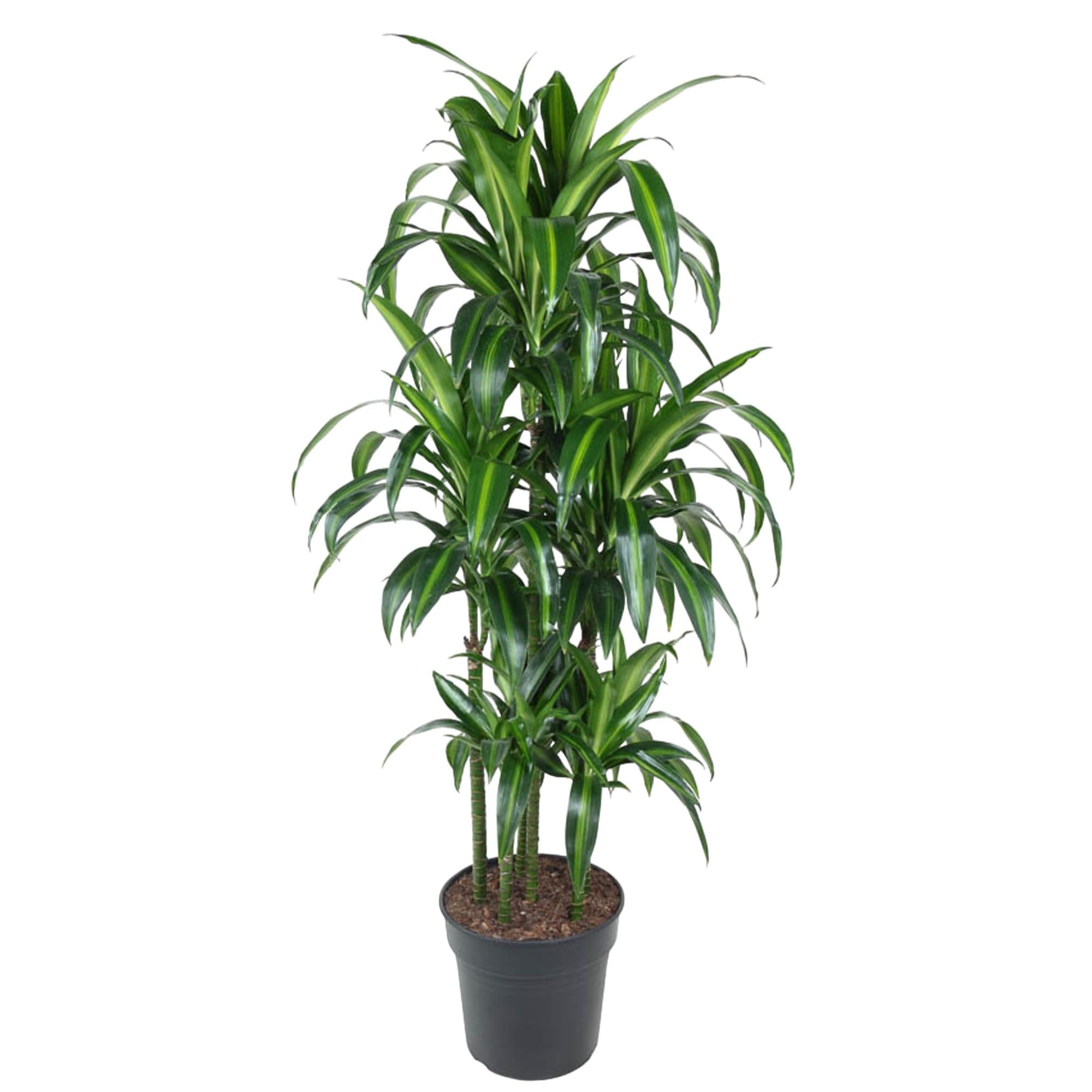 Dracaena Hawaiiana Carrousel Ø 31 H 150 cm