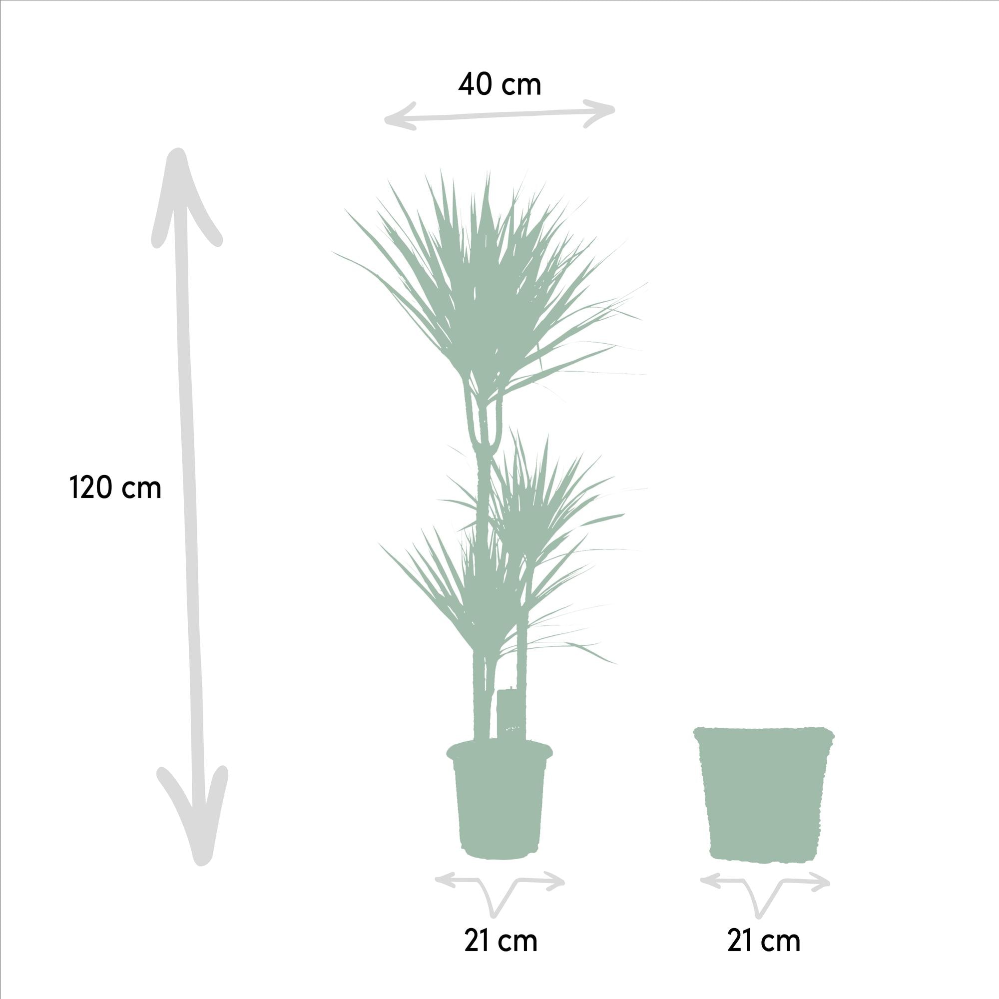 Dracaena Inclusief Mand Ø 21 H 120 cm 2