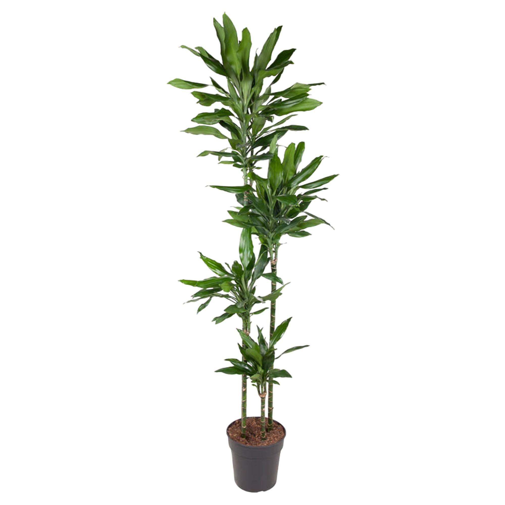 Dracaena Janet Lind Ø 27 H 180 cm