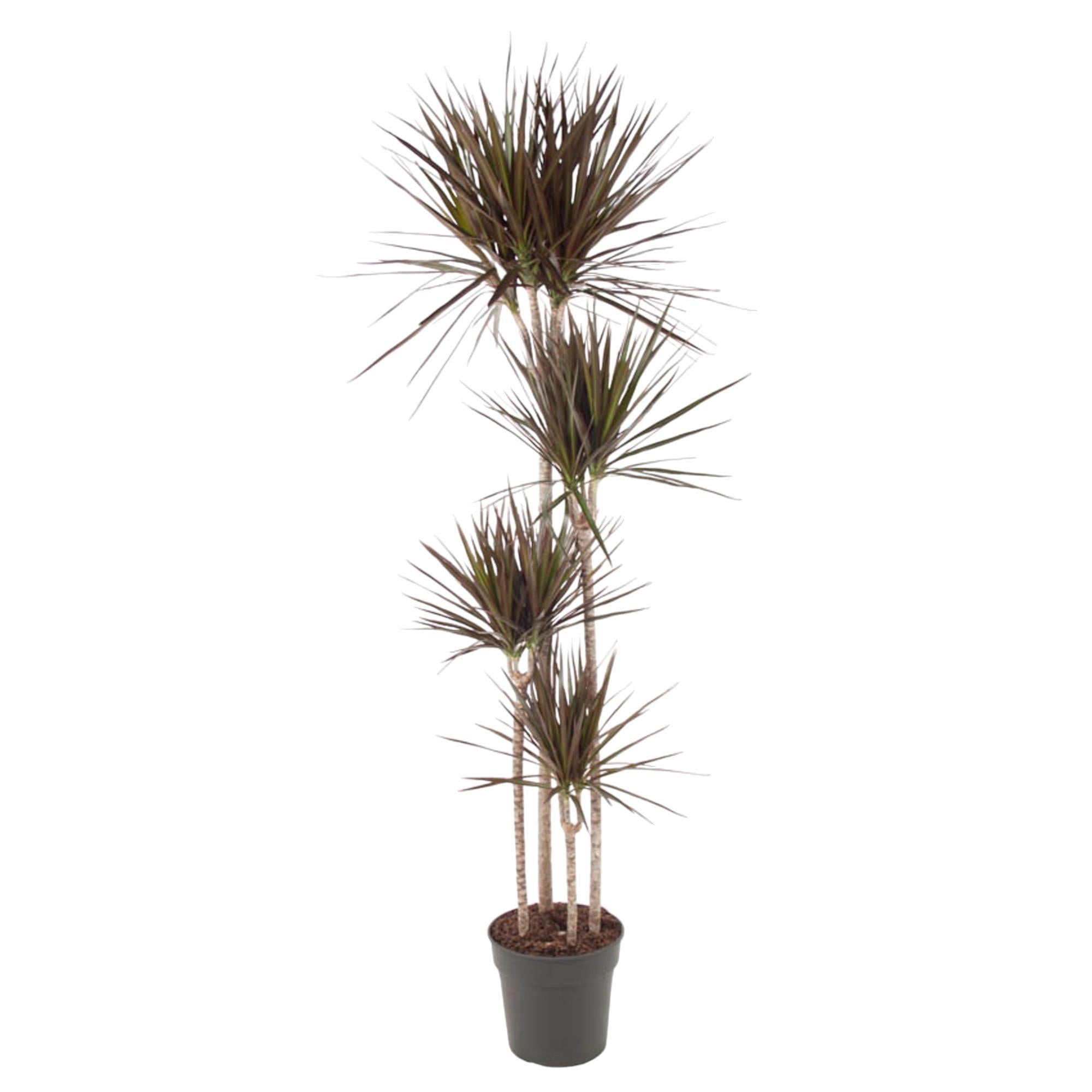 Dracaena Magenta Ø 27 H 180 cm