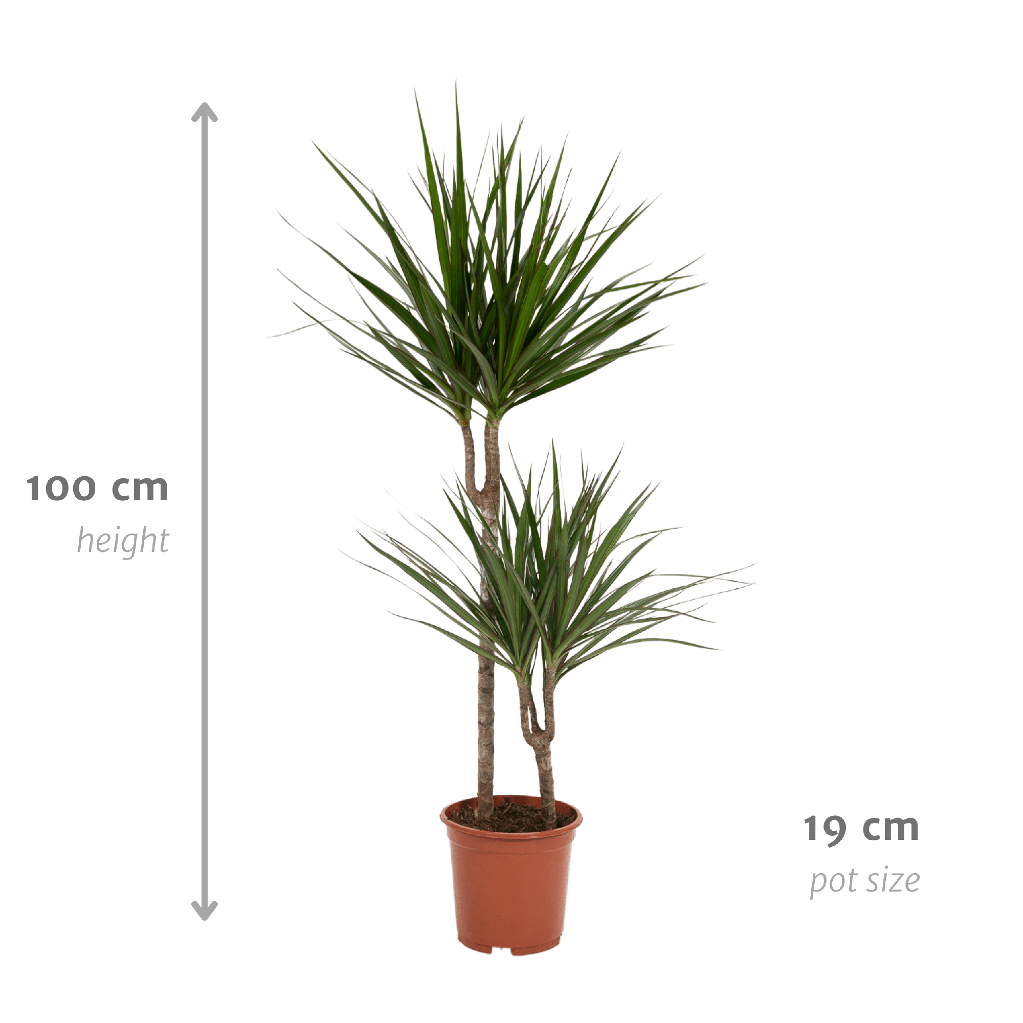 Dracaena Marginata Ø 19 H 100 cm 4