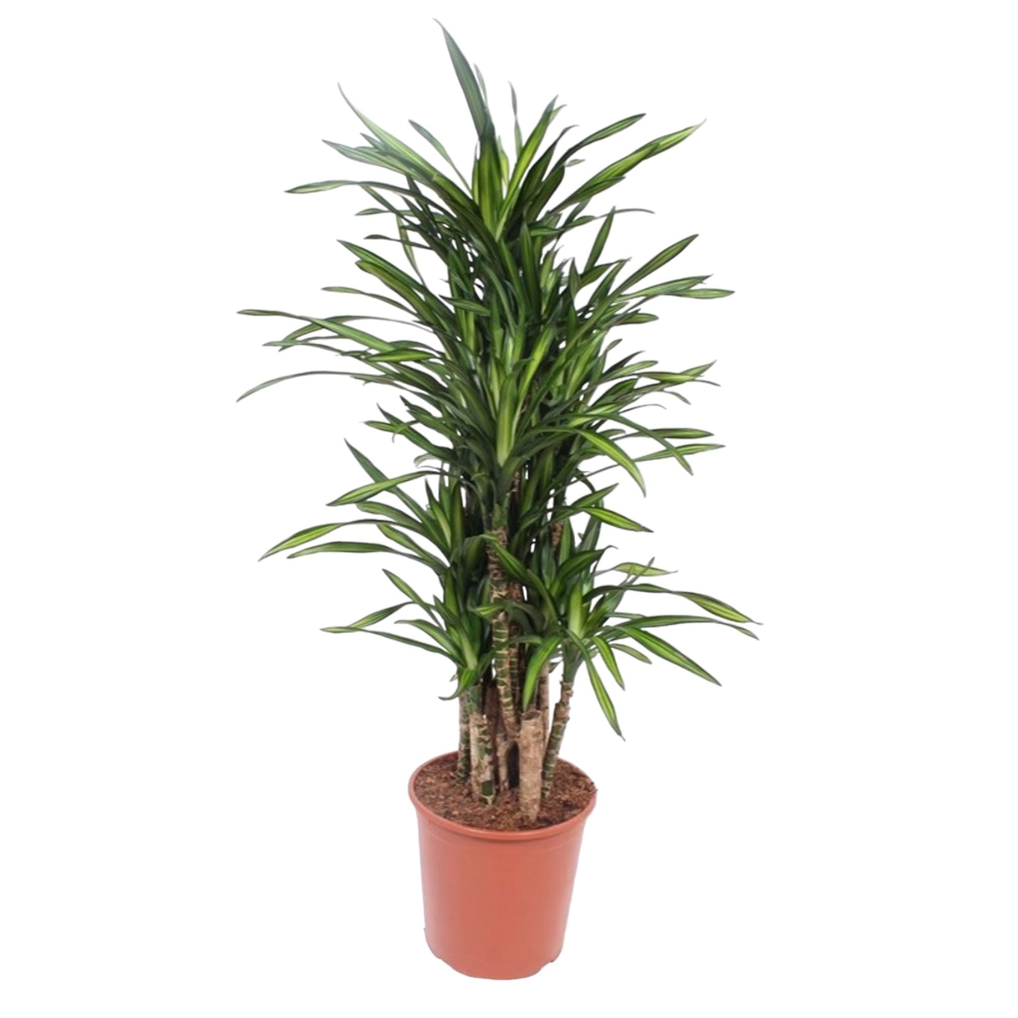 Dracaena Riki Ø 30 H 140 cm