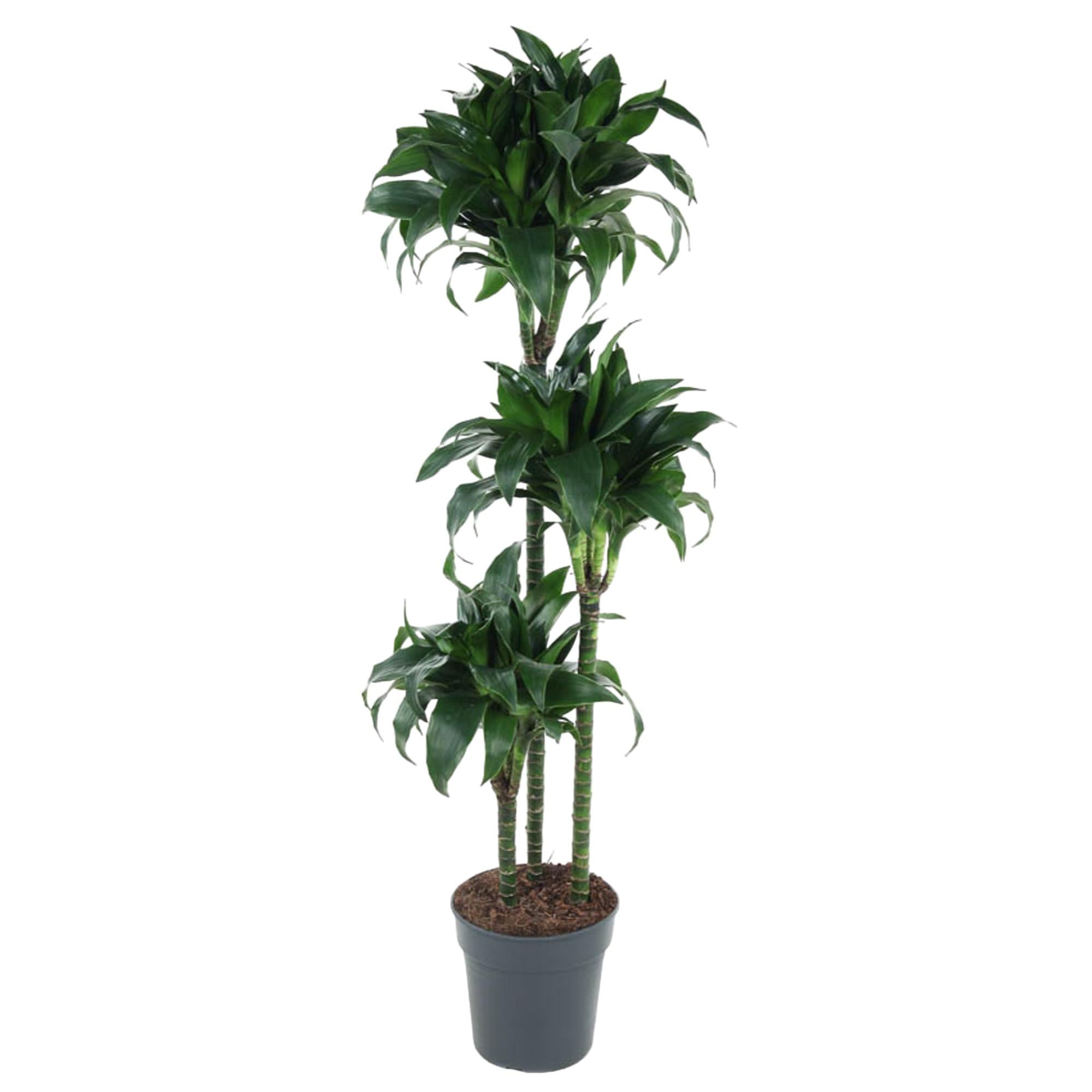 Dracaena Tatuada Ø 24 H 140 cm