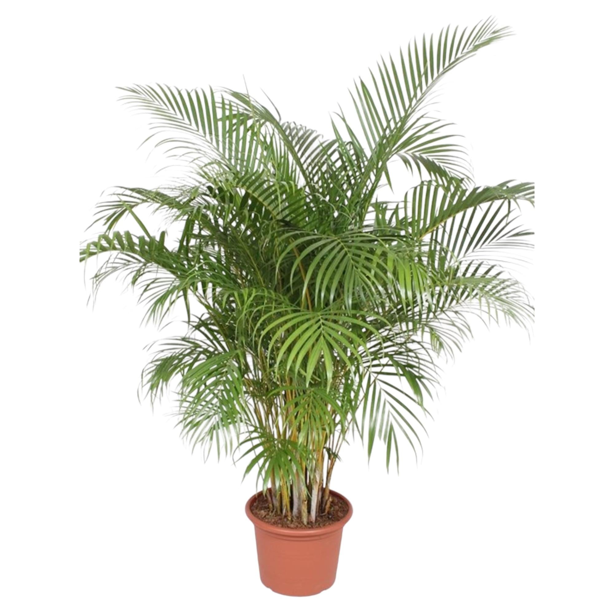 Dypsis Lutescens (Areca Palm) Ø 40 H 200 cm