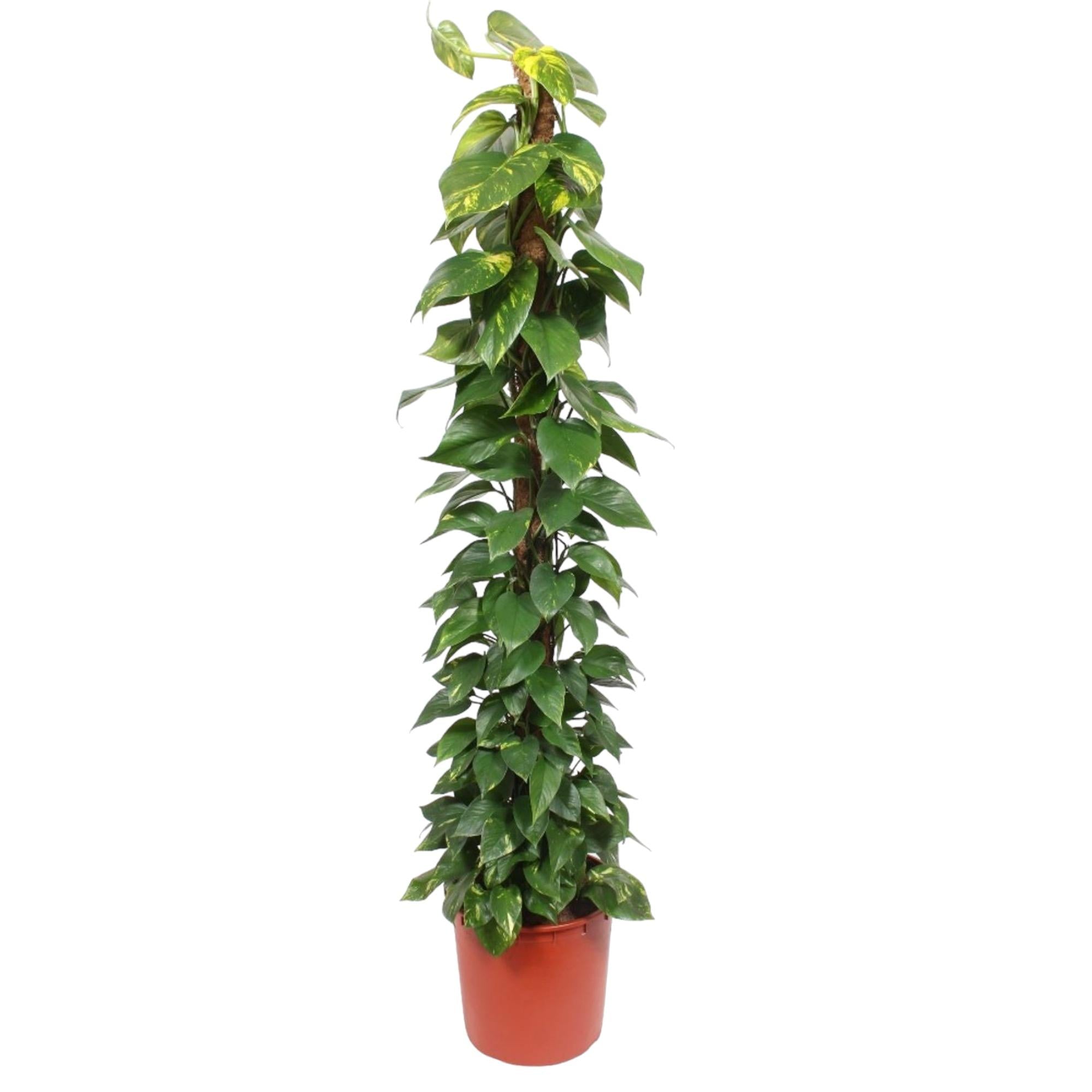 Epipremnum Aureum Inclusief Mosstok Ø 34 H 180 cm