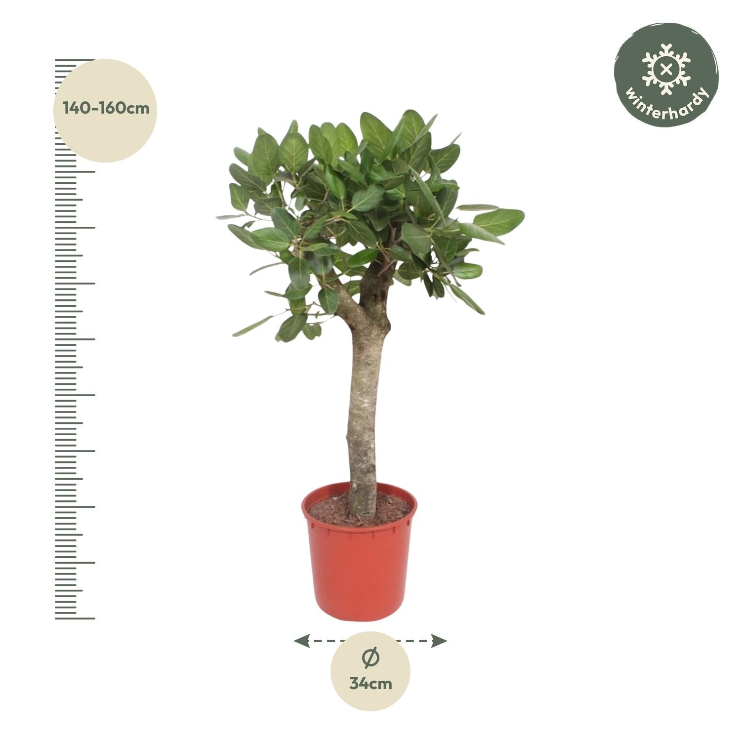 Ficus Benghalensis (boom) Ø 30 H 150 cm 3