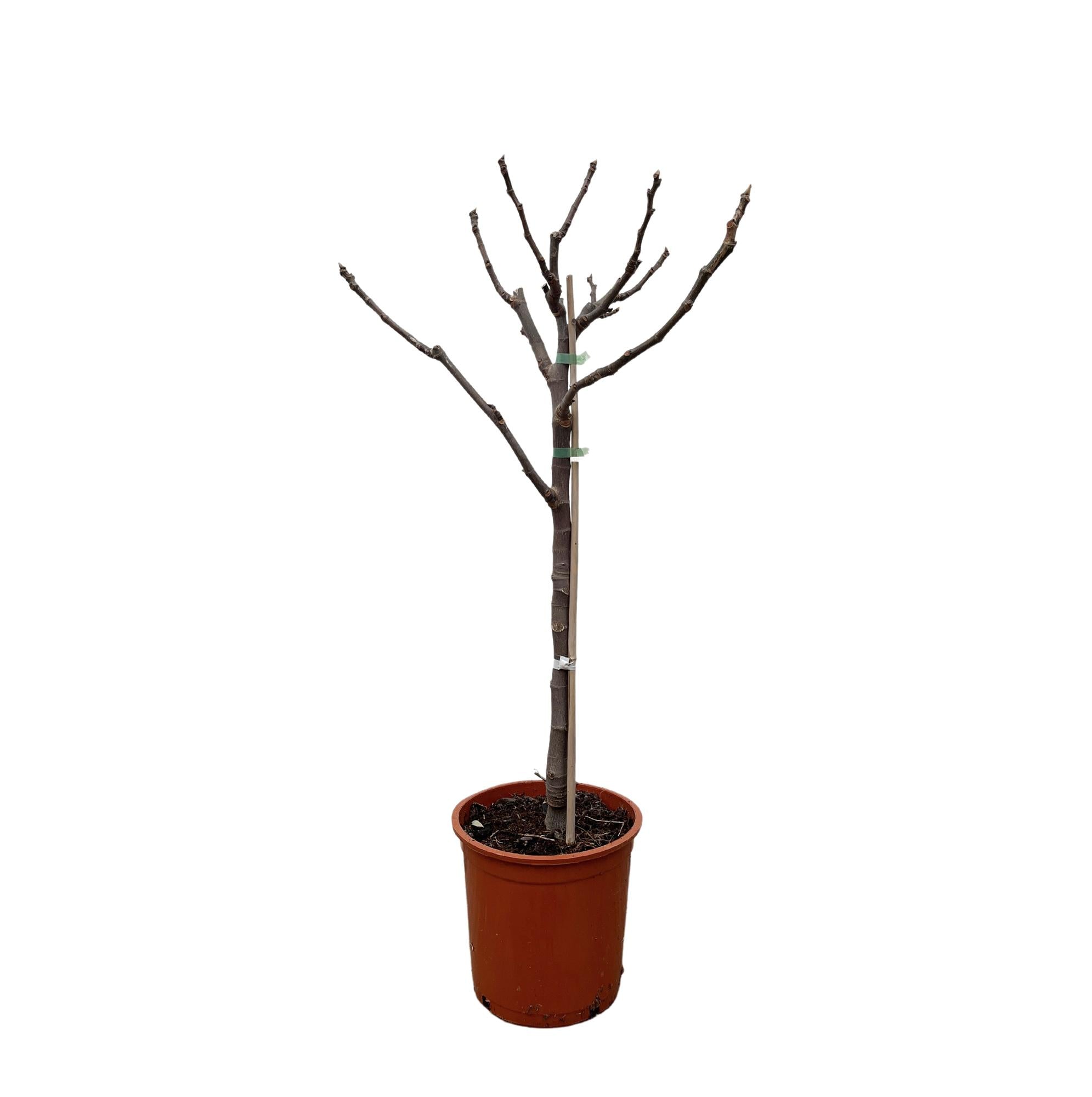Ficus Carica (op stam) Ø 20 H 100 cm