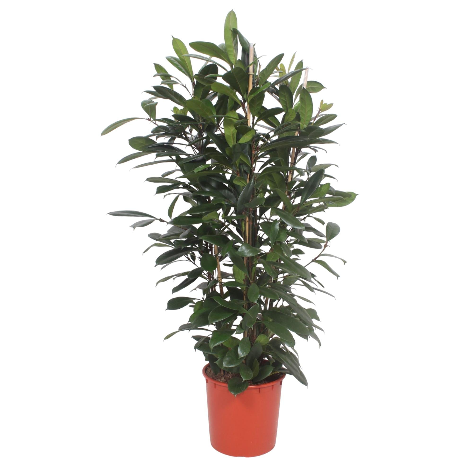 Ficus Cyathistipula (struik) Ø 34 H 180 cm