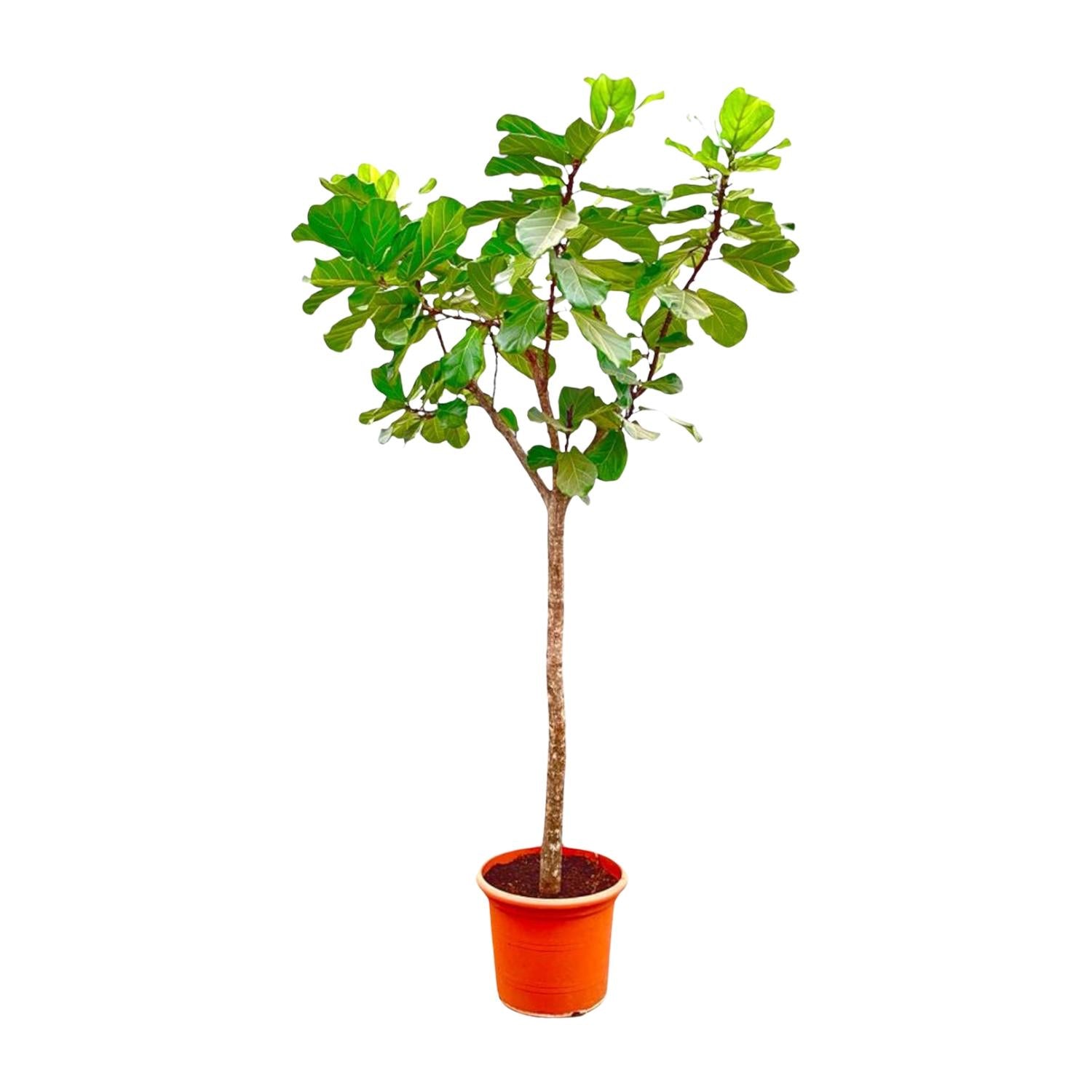 Ficus Lyrata (boom) Ø 45 H 270 cm