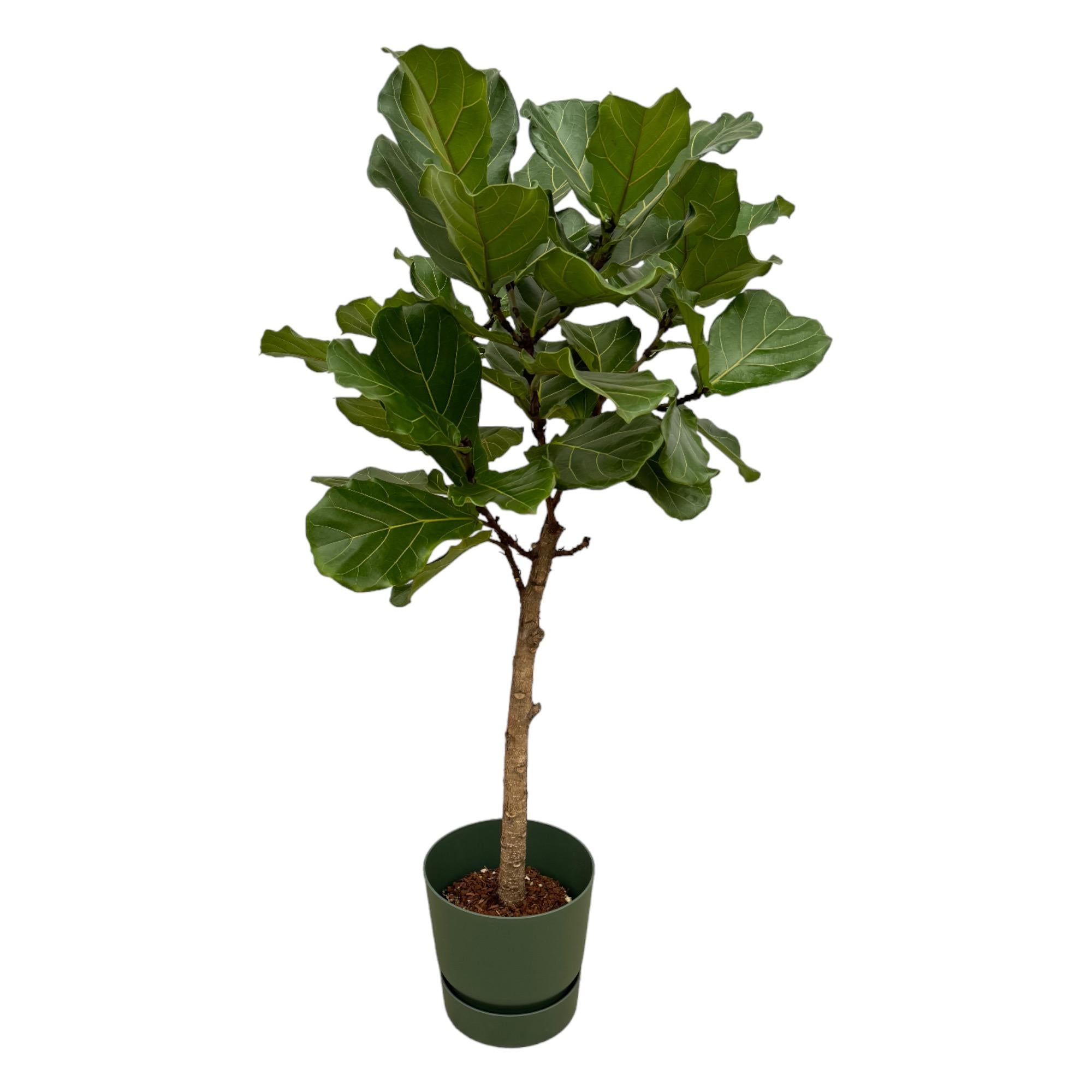 Ficus Lyrata (op stam) Inclusief Elho Greenville Round Groen Ø 30 H 160 cm