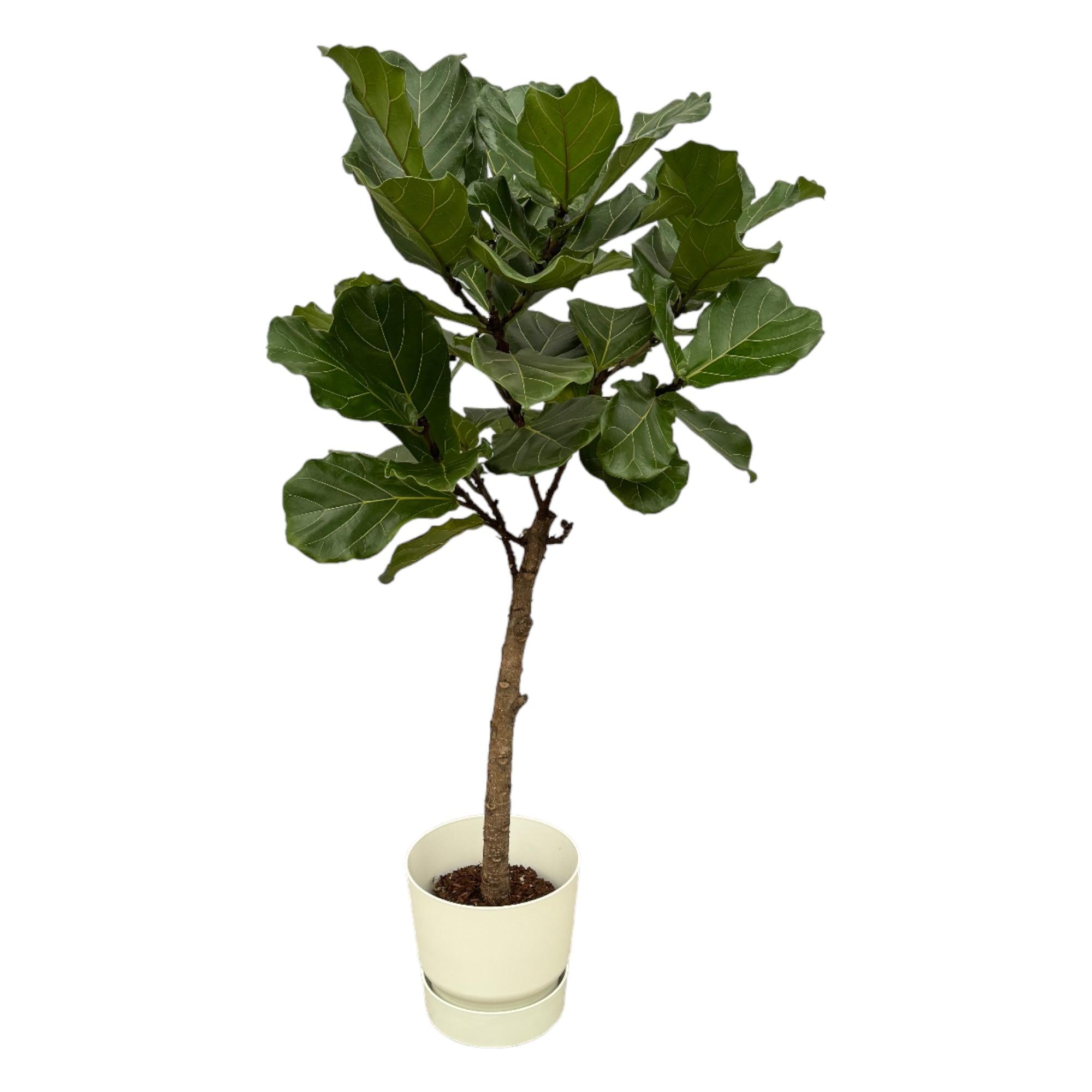 Ficus Lyrata (op stam) Inclusief Elho Greenville Round Wit Ø 30 H 160 cm