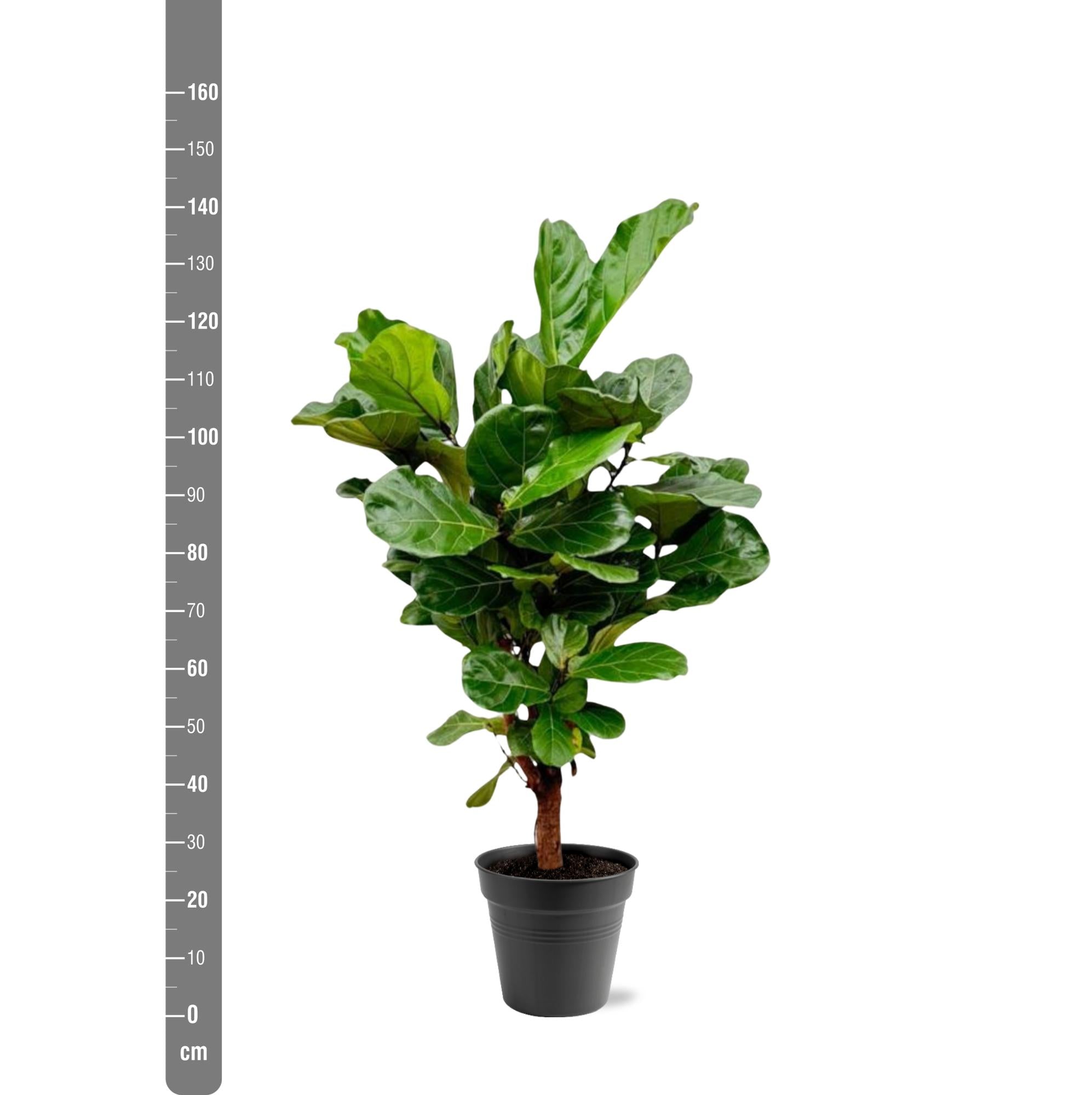 Ficus Lyrata (vertakt) Ø 30 H 160 cm 3