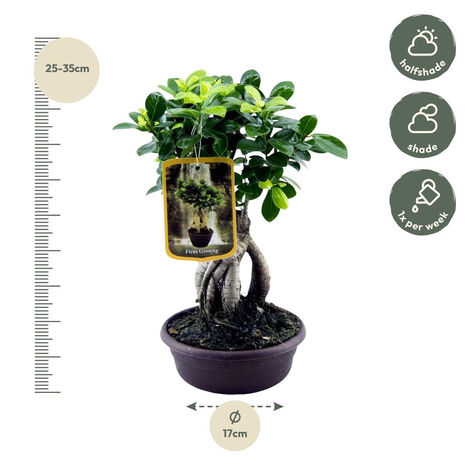 Ficus Microcarpa Ginseng Ø 14 H 30 cm 2