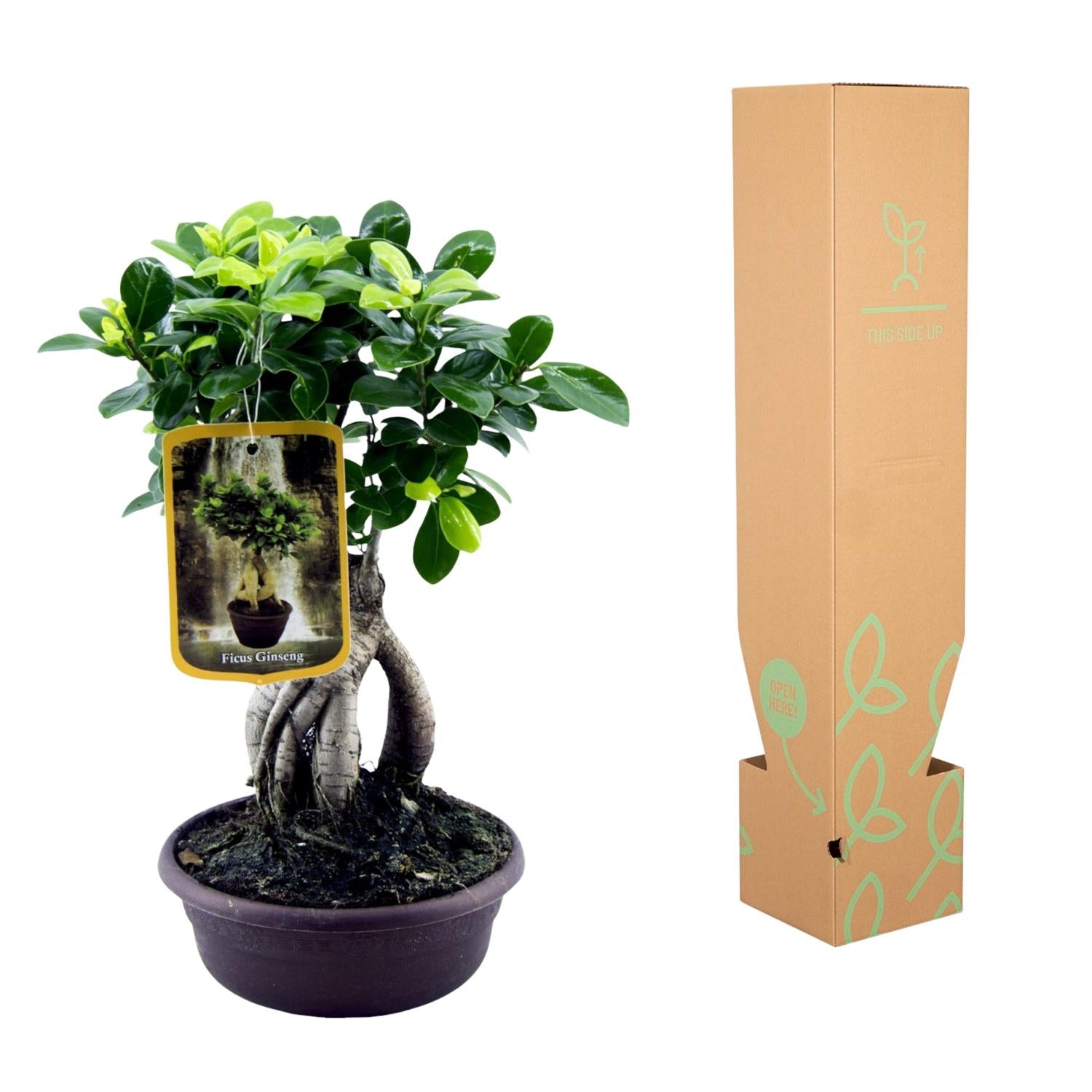 Ficus Microcarpa Ginseng Ø 14 H 30 cm 3