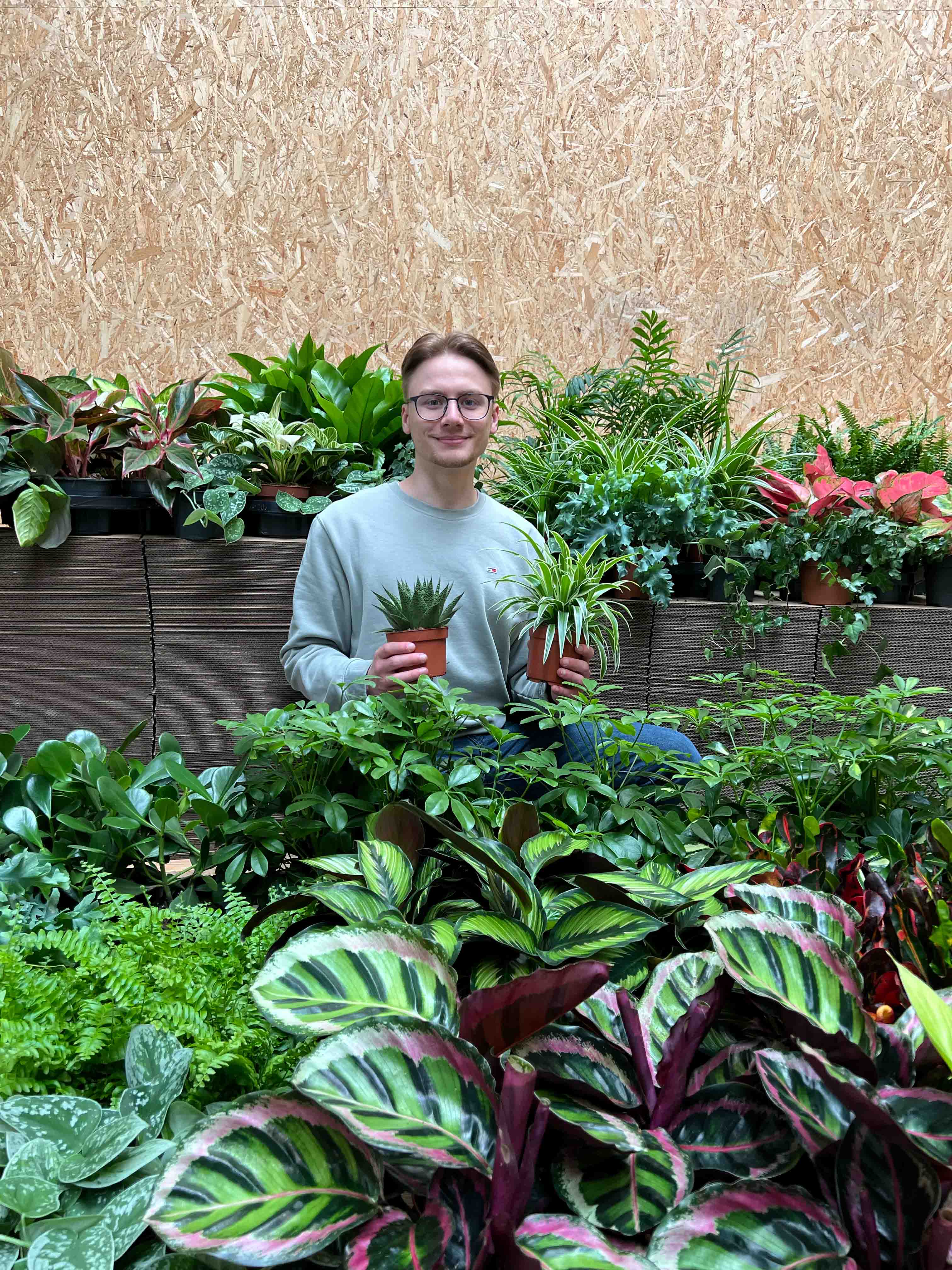 Groene jungle 3 PlantenShop24