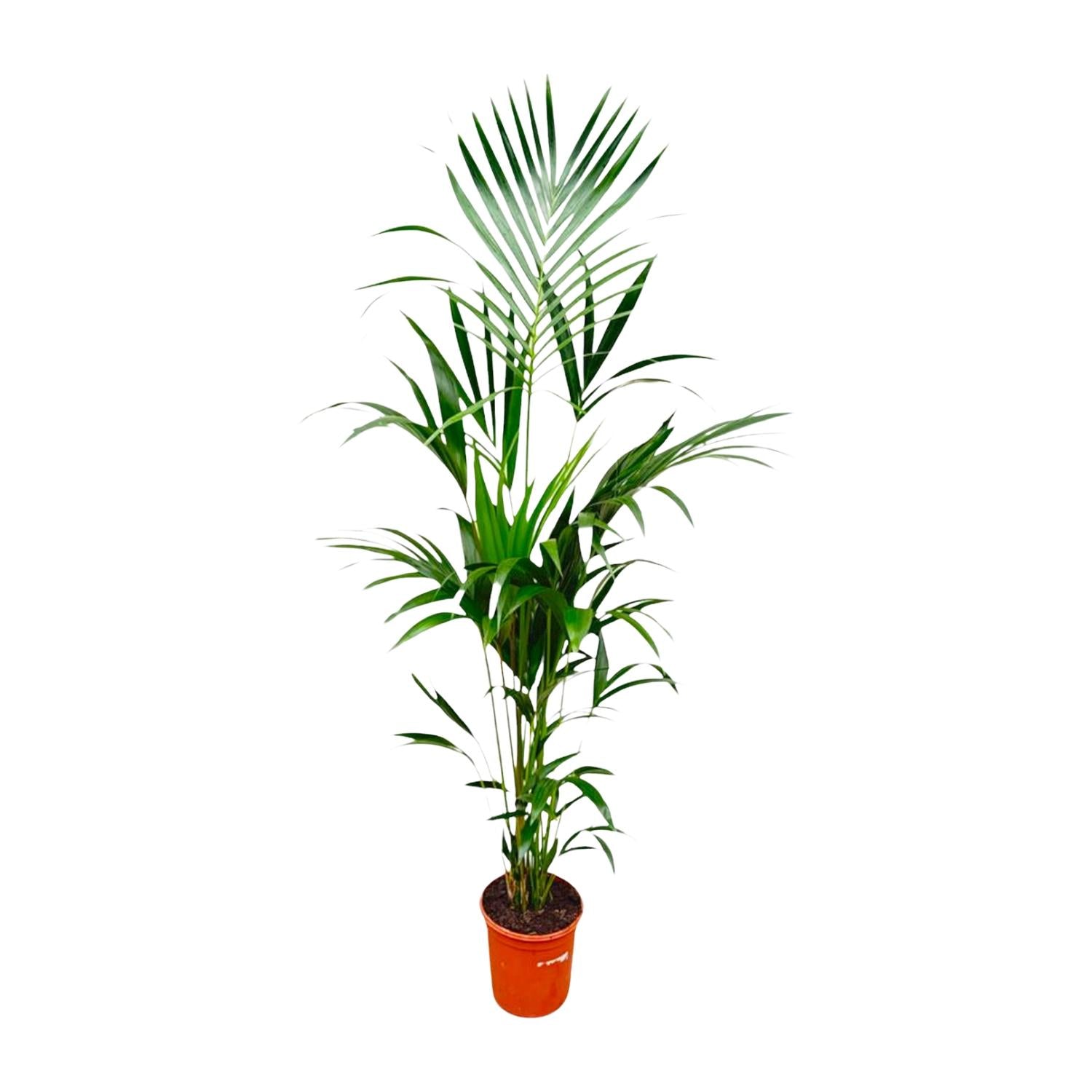 Kentia Palm Ø 24 H 180 cm