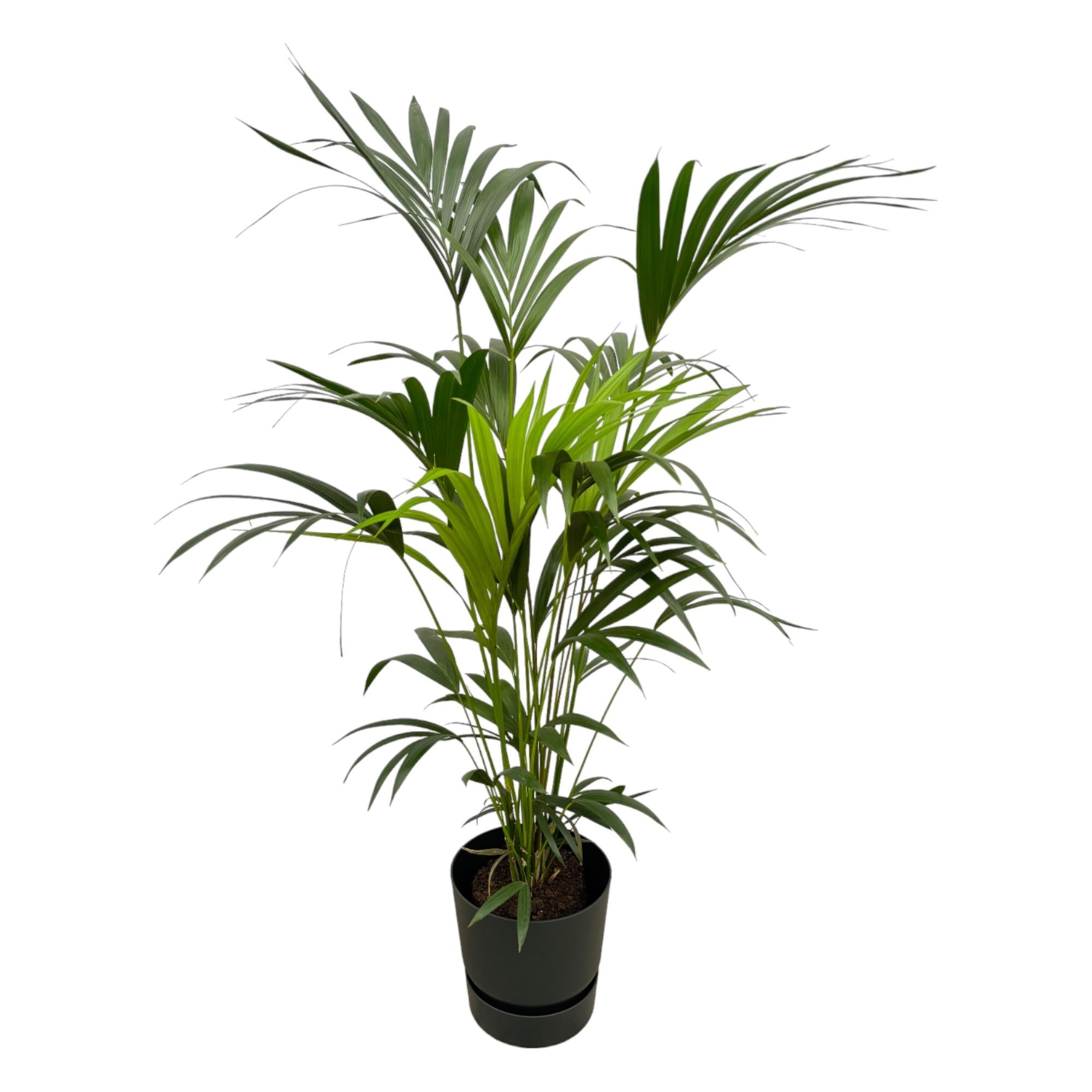 Kentia Palm Inclusief Elho Greenville Round Zwart Ø 30 H 160 cm