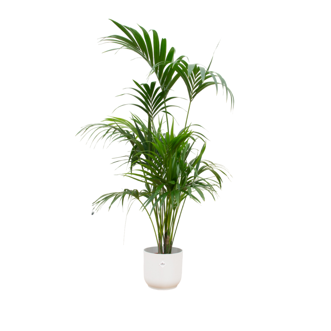 Kentia Palm Inclusief Elho Vibes Fold Round Wit Ø 30 H 180 cm