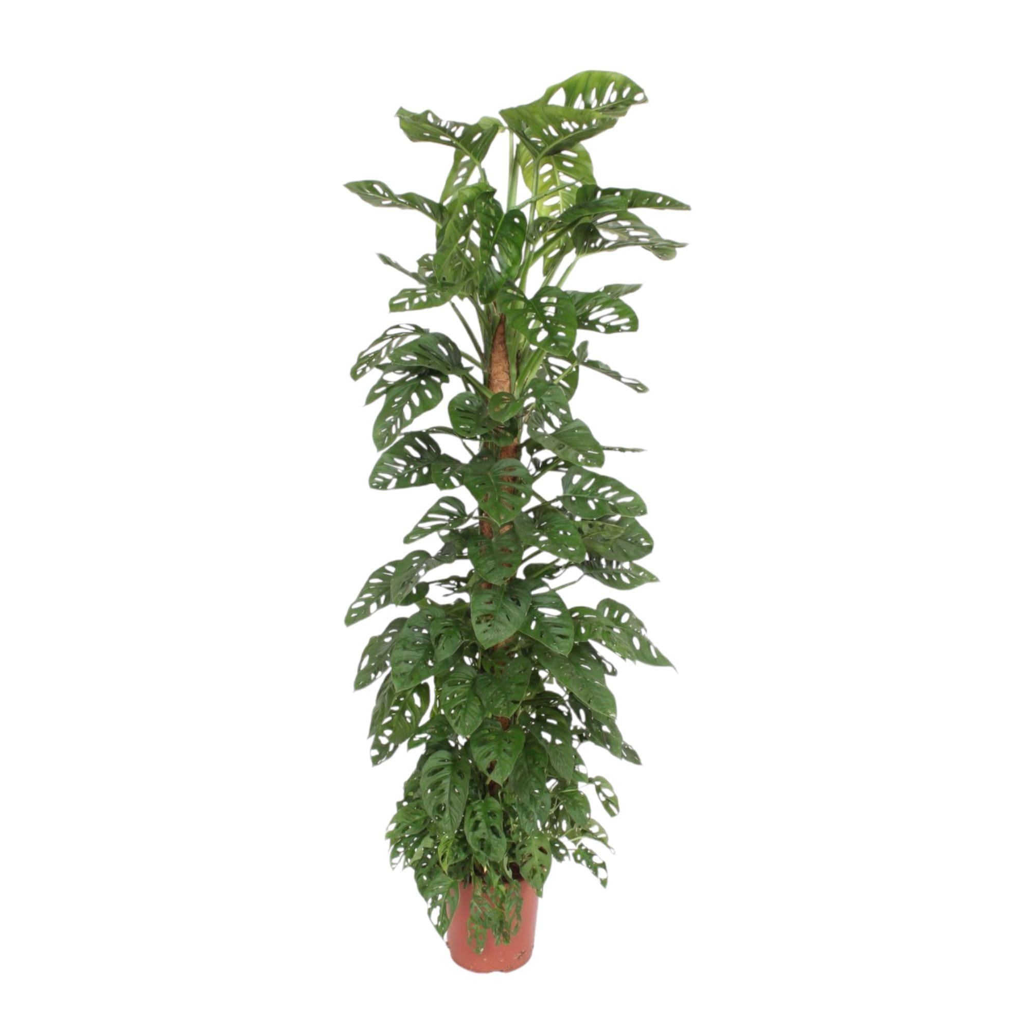 Monstera Monkey Leaf Inclusief Mosstok Ø 27 H 170 cm