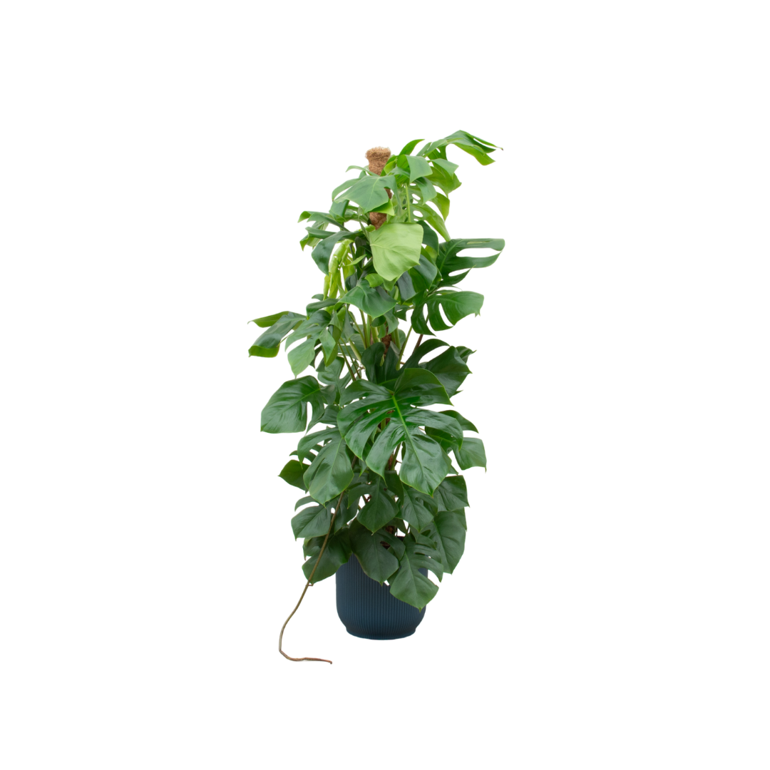 Monstera Pertusum Inclusief Elho Vibes Fold Round Blauw Ø 30 H 150 cm