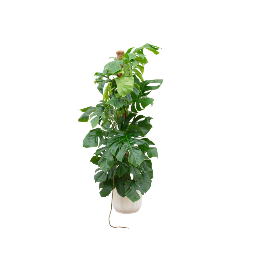 Monstera Pertusum Inclusief Elho Vibes Fold Round Wit Ø 30 H 150 cm