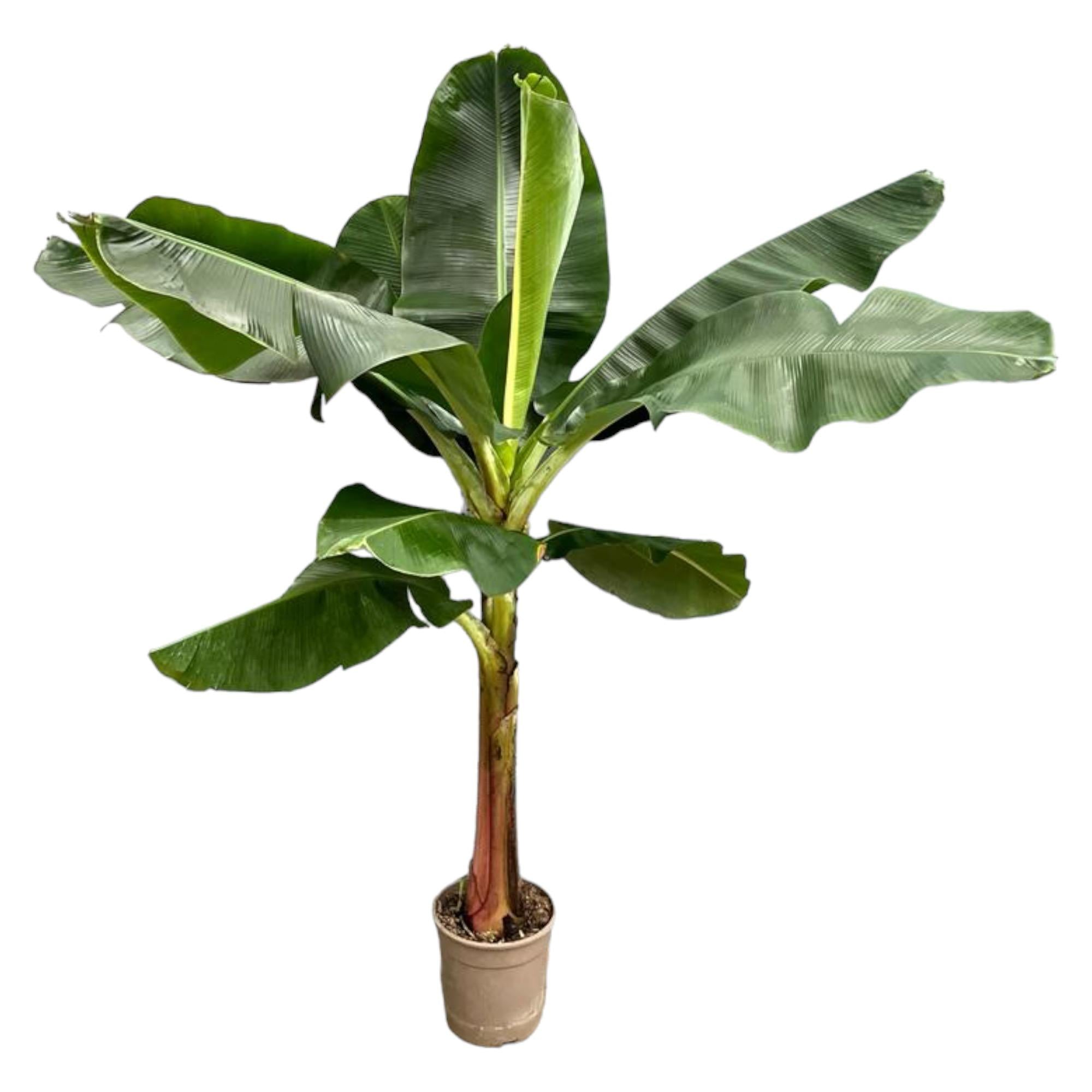 Musa (Bananenplant) Ø 30 H 200 cm