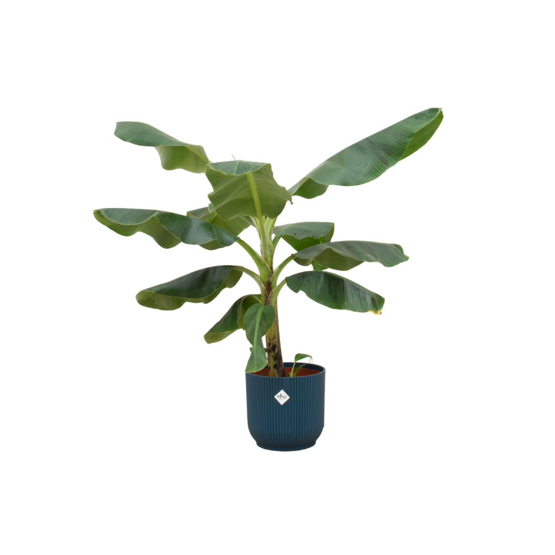 Musa (Bananenplant) Inclusief Elho Vibes Fold Round Blauw Ø 22 H 100 cm