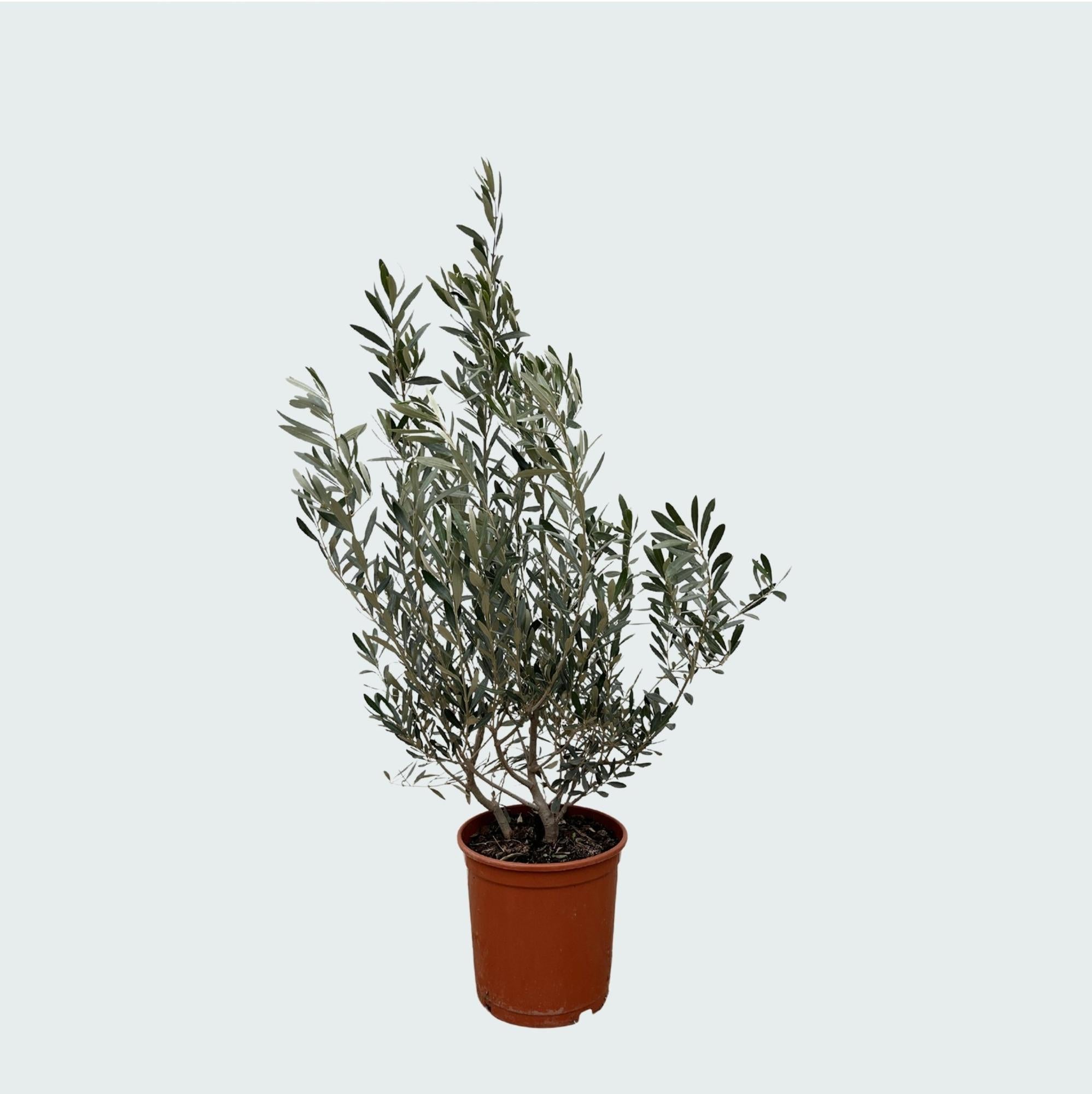 Olea Europaea (Olijf) (struik) Ø 21 H 100 cm