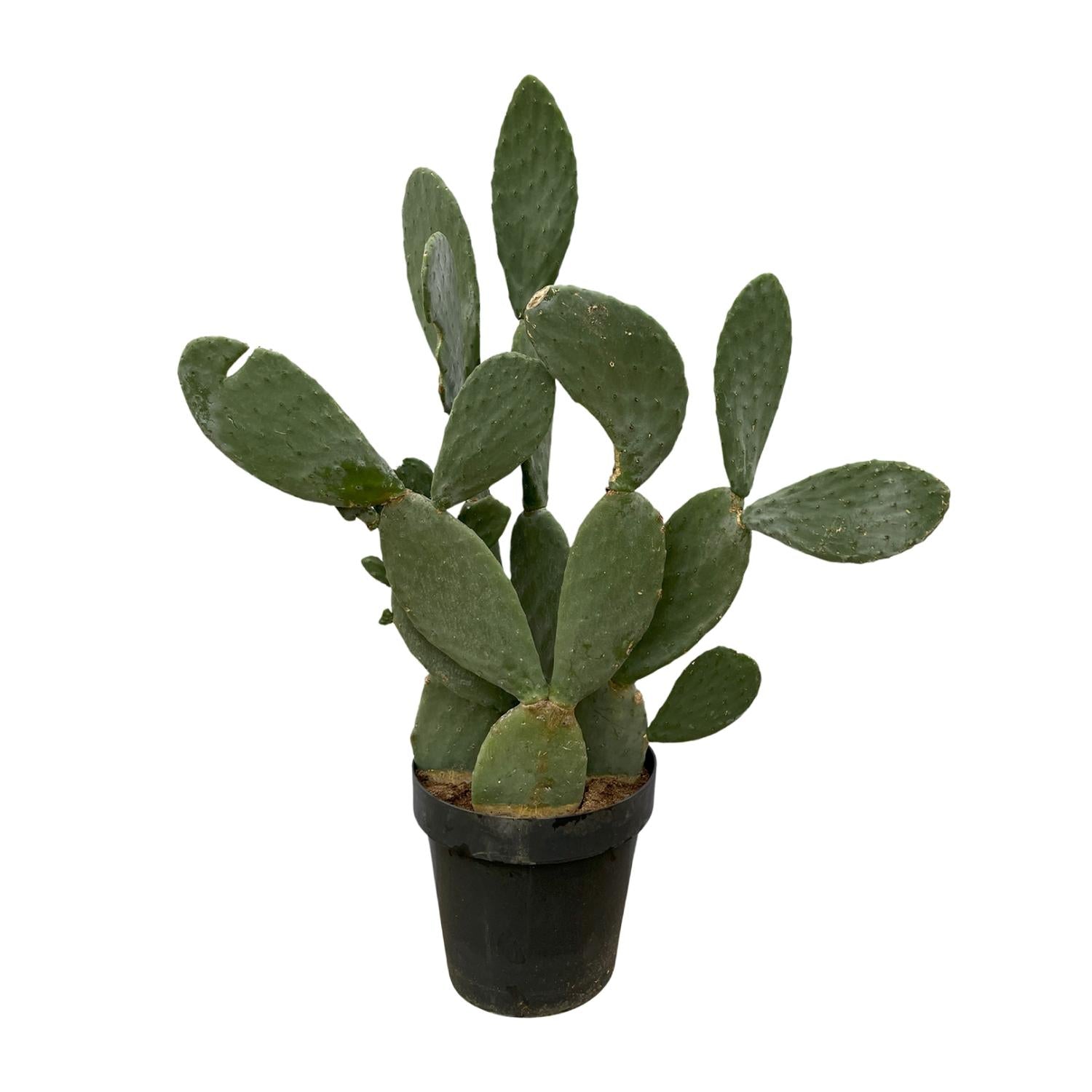 Opuntia (Cactus) Ø 38 H 120 cm