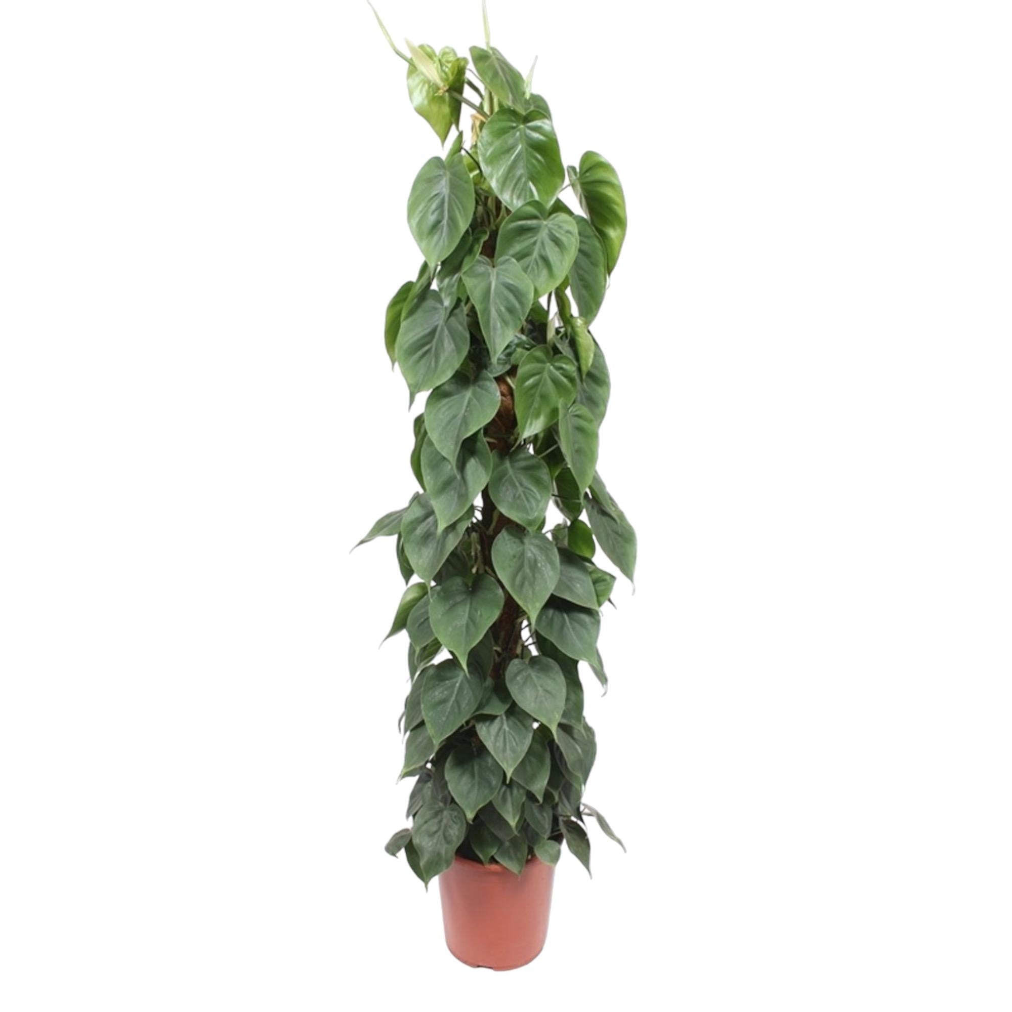 Philodendron Scandens Inclusief Mosstok Ø 27 H 150 cm