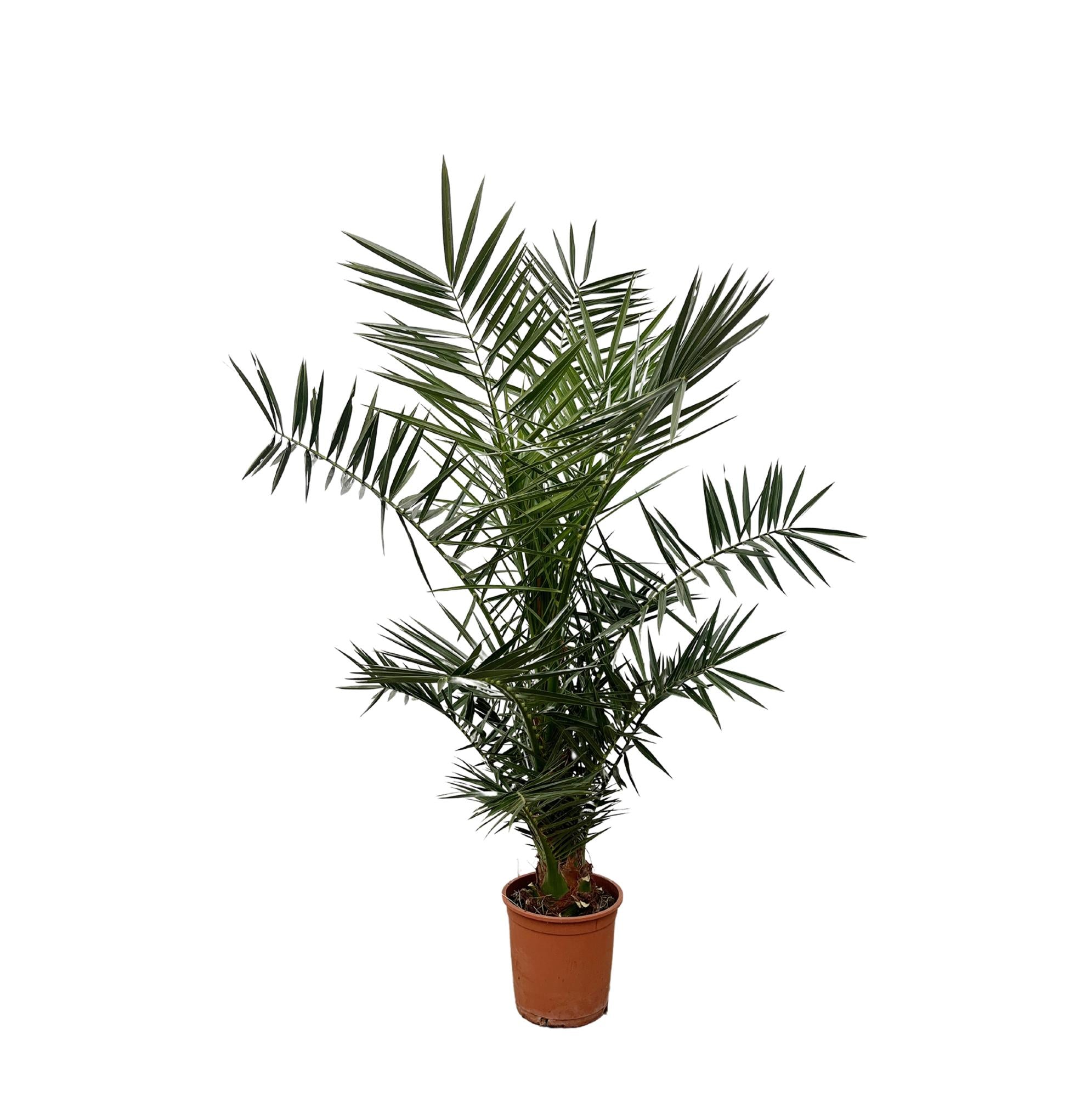 Phoenix Canariensis Ø 21 H 140 cm