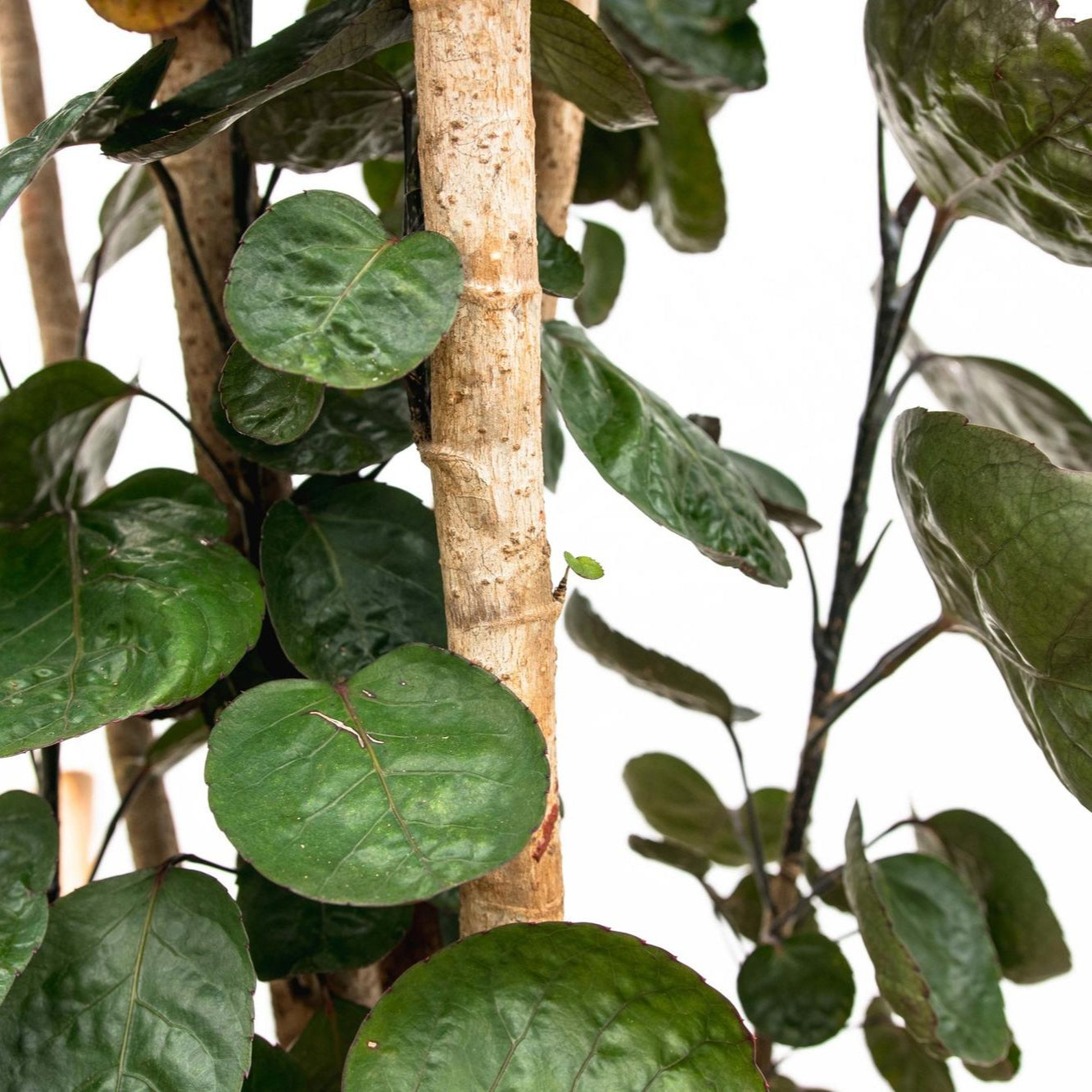 Polyscias Fabian Ø 30 H 170 cm 2