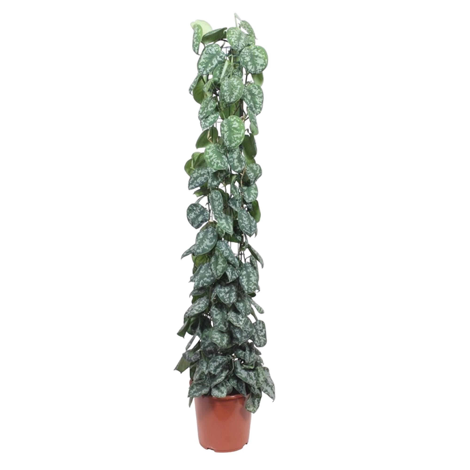 Scindapsus Pictus Trebie Inclusief Gaasrek Ø 27 H 160 cm