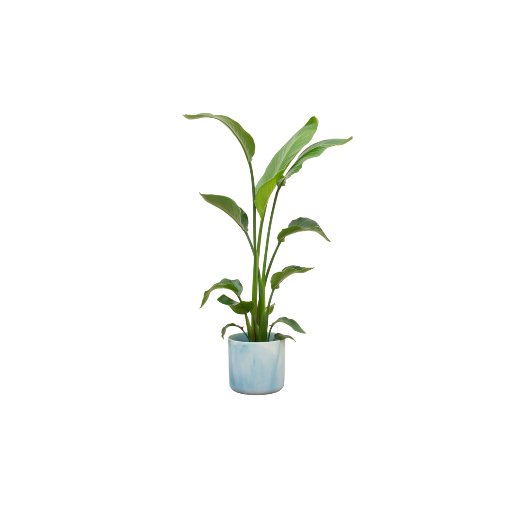 Strelitzia Nicolai Inclusief Elho Ocean Round Atlantisch Blauw Ø 22 H 120 cm