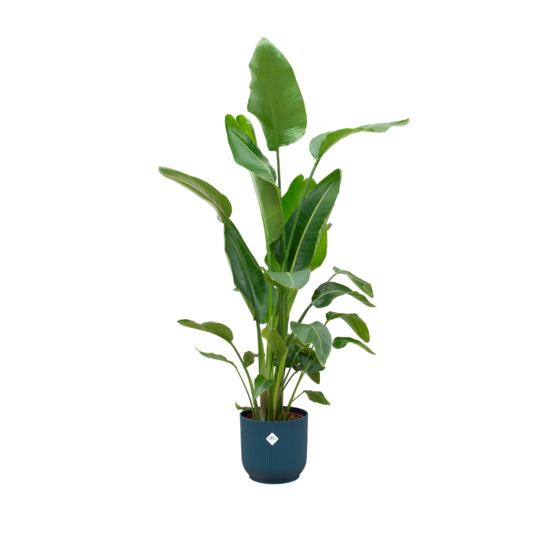 Strelitzia Nicolai Inclusief Elho Vibes Fold Round Blauw Ø 30 H 170 cm