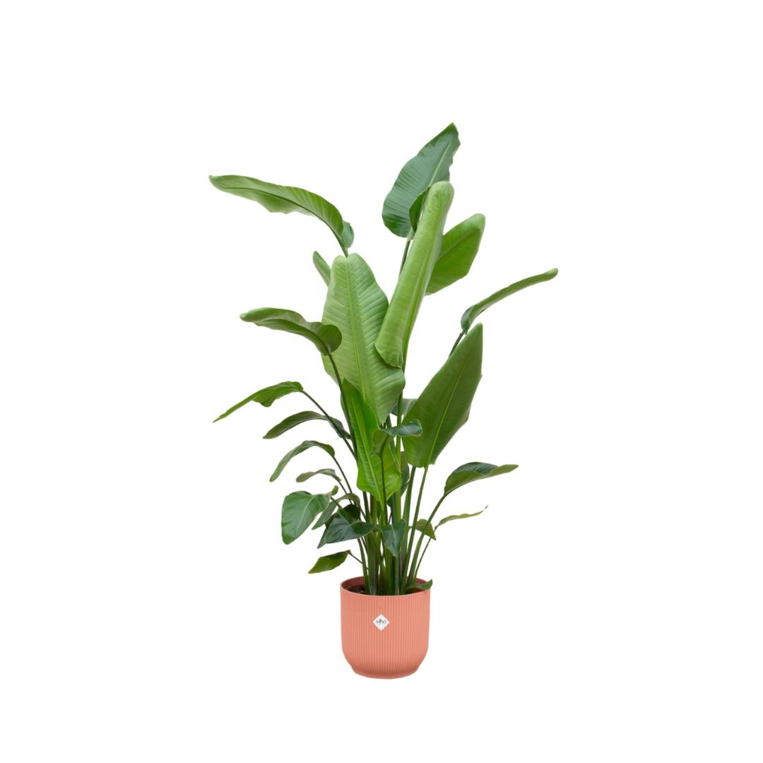 Strelitzia Nicolai Inclusief Elho Vibes Fold Round Roze Ø 30 H 170 cm 2 1
