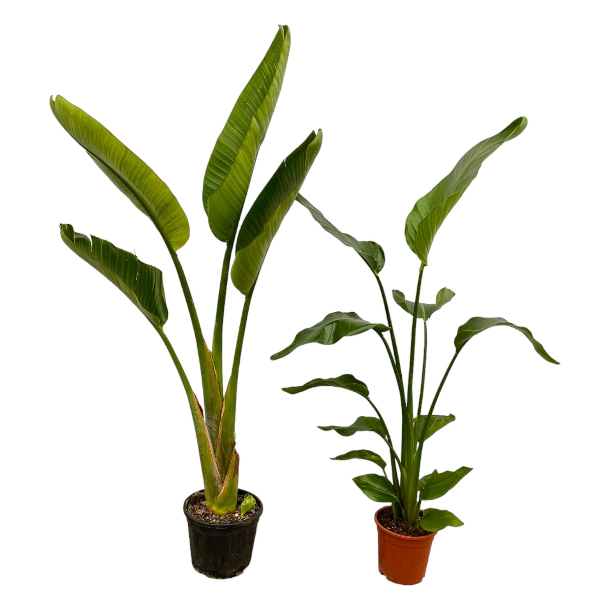 Strelitzia Nicolai en Strelitzia Augusta Ø 21 H 100 cm